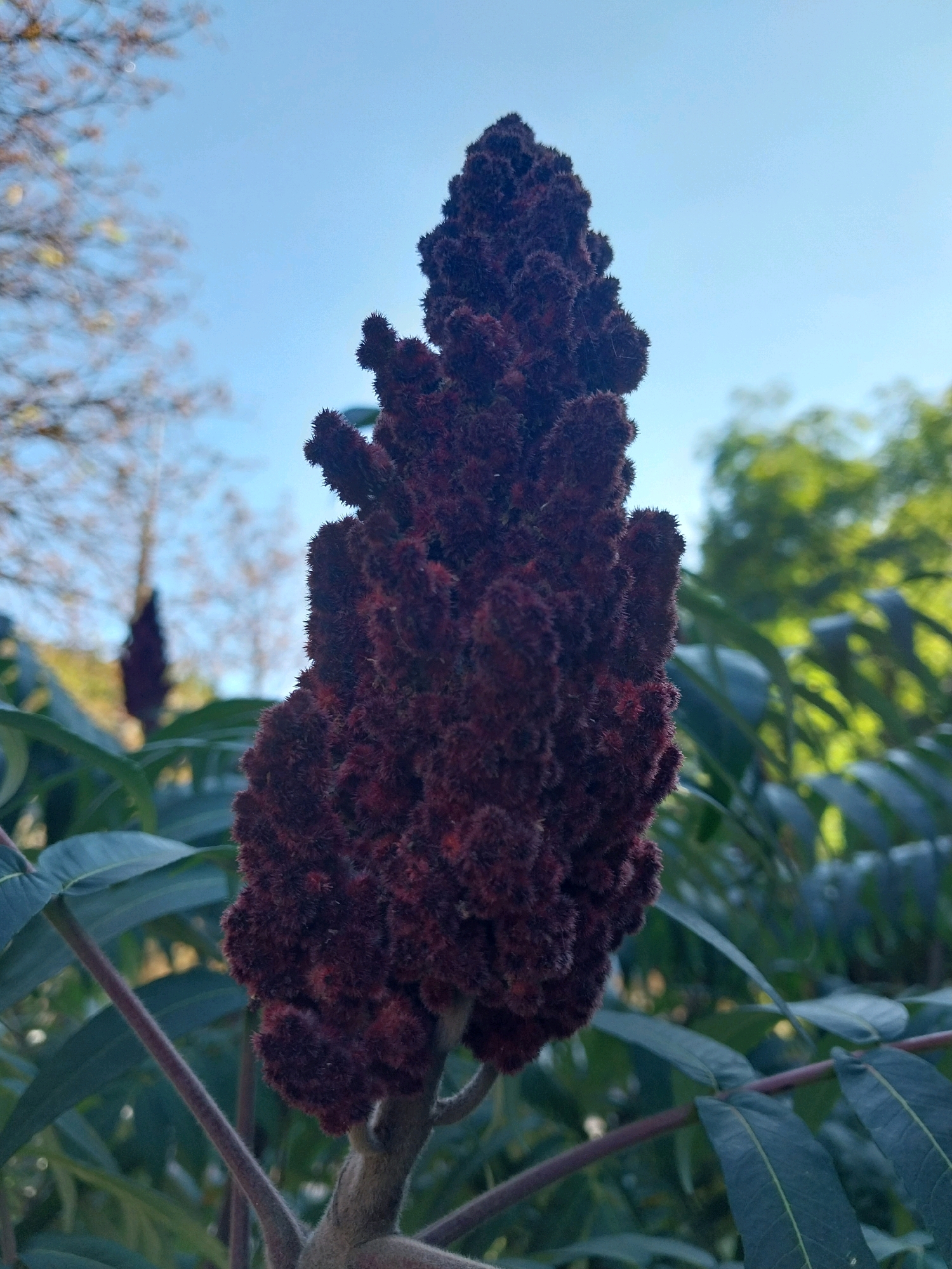 A close-up, low-angle shot features a dark red, fuzzy flower spike of a sumac plant in focus. The spike is elongated and conical, composed of many small, bristly clusters. Beneath and around the main spike are dark green, compound leaves with serrated edges. A thin, fuzzy stem extends downwards from the flower spike. In the background, out of focus, are the bare branches of a tree against a clear blue sky, and further back, a blurry expanse of green foliage. The scene is outdoors, likely in a park or garden setting within the city of Dnipro, Ukraine. There are no people or animals present, and no discernible action is taking place. The overall impression is one of natural beauty captured in detail.
