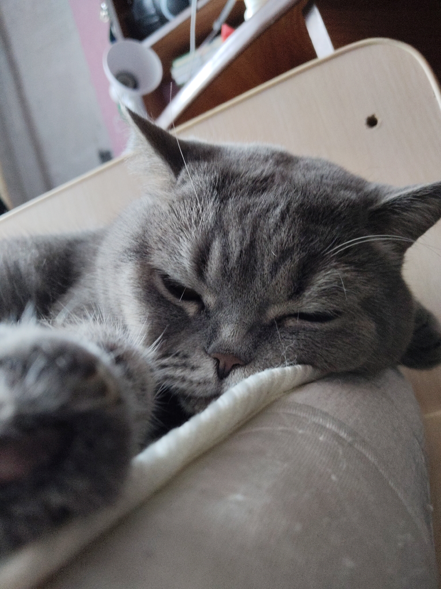 A gray cat is sleeping on a tan or beige surface. The cat is positioned in the foreground, filling a large portion of the frame. The cat has gray fur with a slightly striped pattern, especially visible around its face. Its eyes are mostly closed, and its head rests on the edge of the surface it is lying on. One of the cat's paws is extended towards the front and is slightly out of focus.
In the background, out of focus, is a shelf with various items, including a lamp with a white shade. The area appears to be indoors. The location cannot be confirmed as Perm, Russia based on the visual information provided.