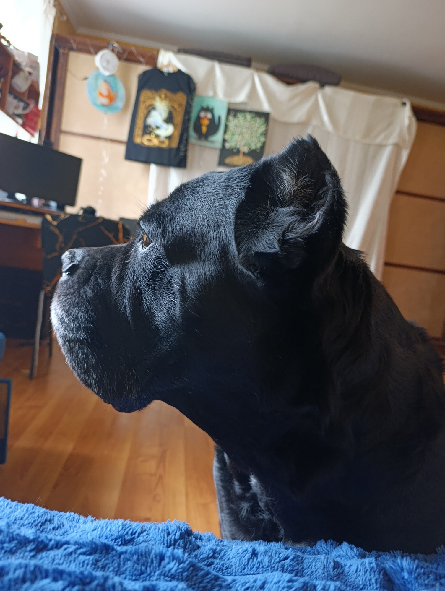 A medium shot of a black dog, likely a Cane Corso, facing left. The dog's head and upper body are in focus, with its muzzle slightly blurred. The dog is resting on a bright blue, textured blanket. The background shows a room with wooden floors, a desk with a computer monitor, and several framed pictures or posters hanging on the wall. The overall impression is of a domestic setting. No specific location in Brovary, Ukraine is identifiable from the image.