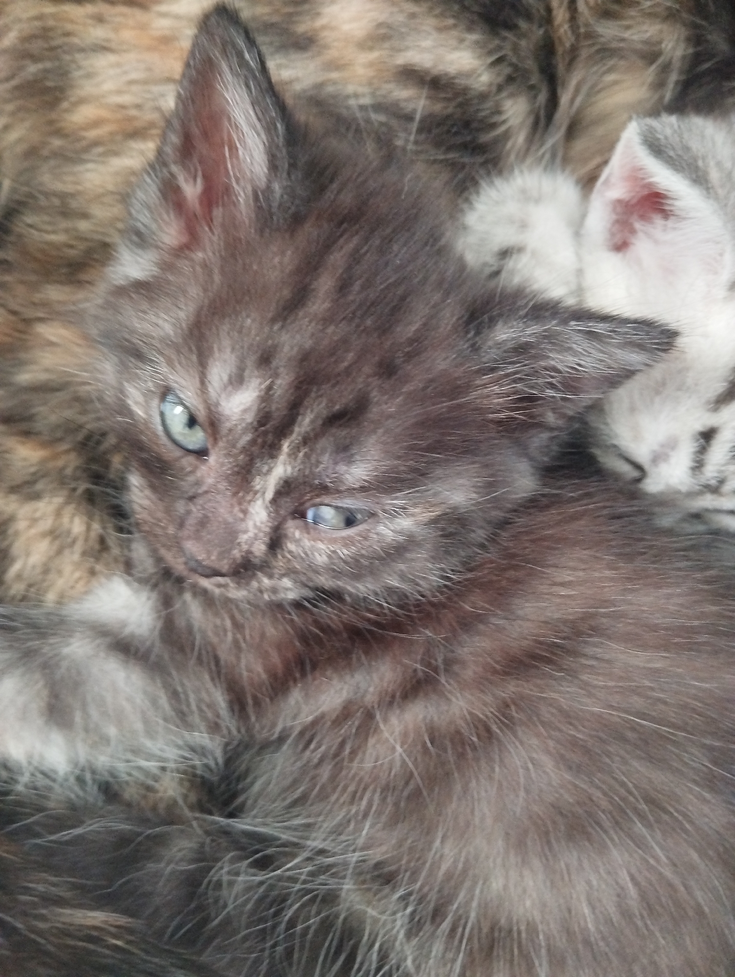 The image depicts two kittens nestled together. One kitten, predominantly gray with white-tipped fur, is the primary subject, positioned in the foreground. Its eyes are partially open, revealing a pale blue color. The second kitten, visible in the background, is gray and white, seemingly asleep. The kittens are resting on a patterned surface, possibly a blanket or another animal's fur.
The image's location in the city of Krasnogorskoye, Russia, cannot be determined from the visual content provided.