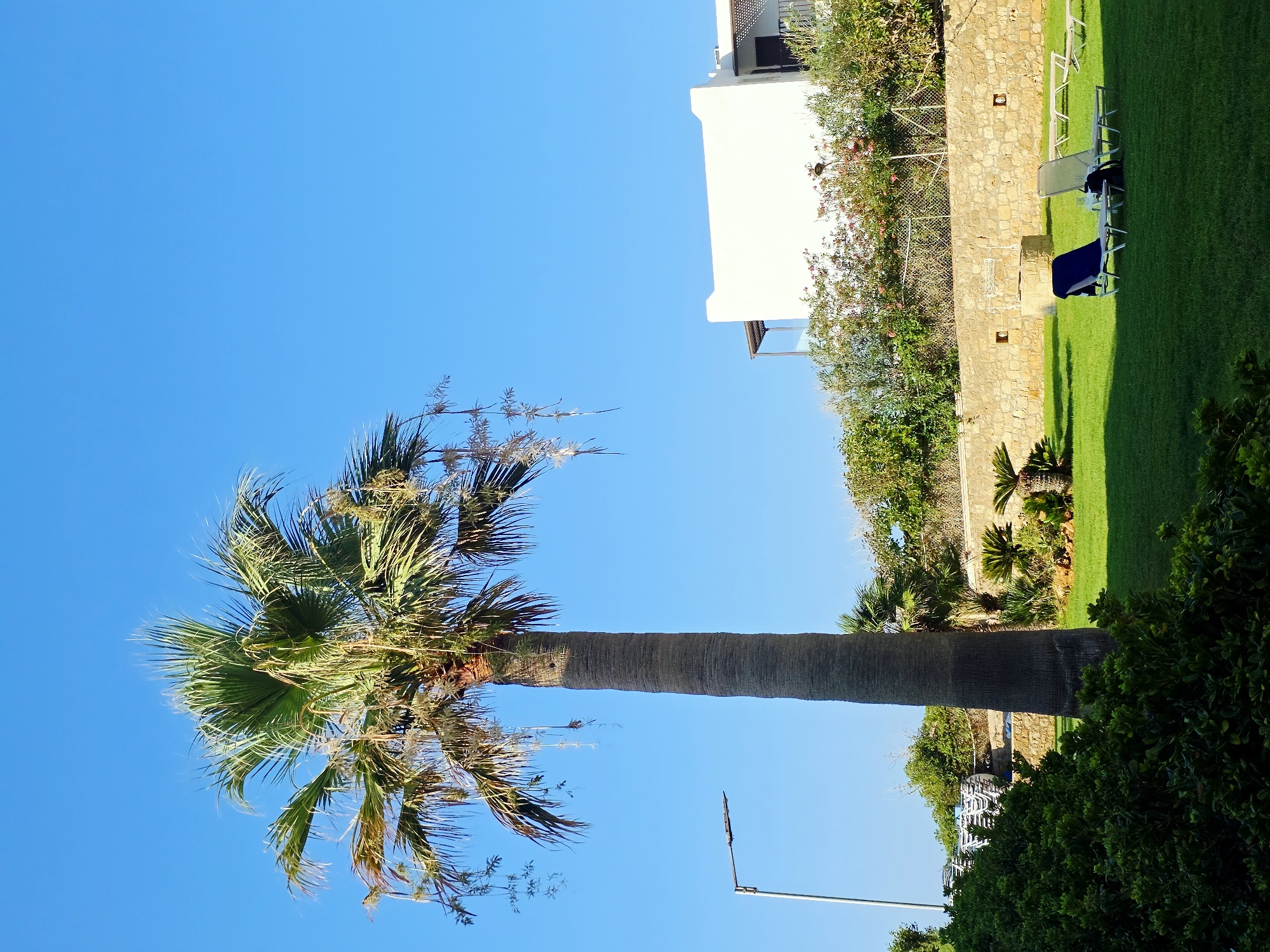 In the city of Malia Municipal Unit, Greece, a resort-like setting is depicted under a clear blue sky. The foreground is dominated by lush green grass, with a dense, dark green bush on the left. A tall, mature palm tree stands prominently in the center of the frame, its trunk textured and its fronds spread wide. To the right, on the grassy lawn, are several lounge chairs, two of which are occupied by dark bags, suggesting recent use. In the mid-ground, a stone wall runs horizontally, with vegetation and small palm trees growing behind it. Further back, a white building with a flat roof and balconies is visible, partially obscured by more greenery. A modern street lamp stands to the left of the palm tree. The overall impression is one of a tranquil, sunny day in a vacation destination.