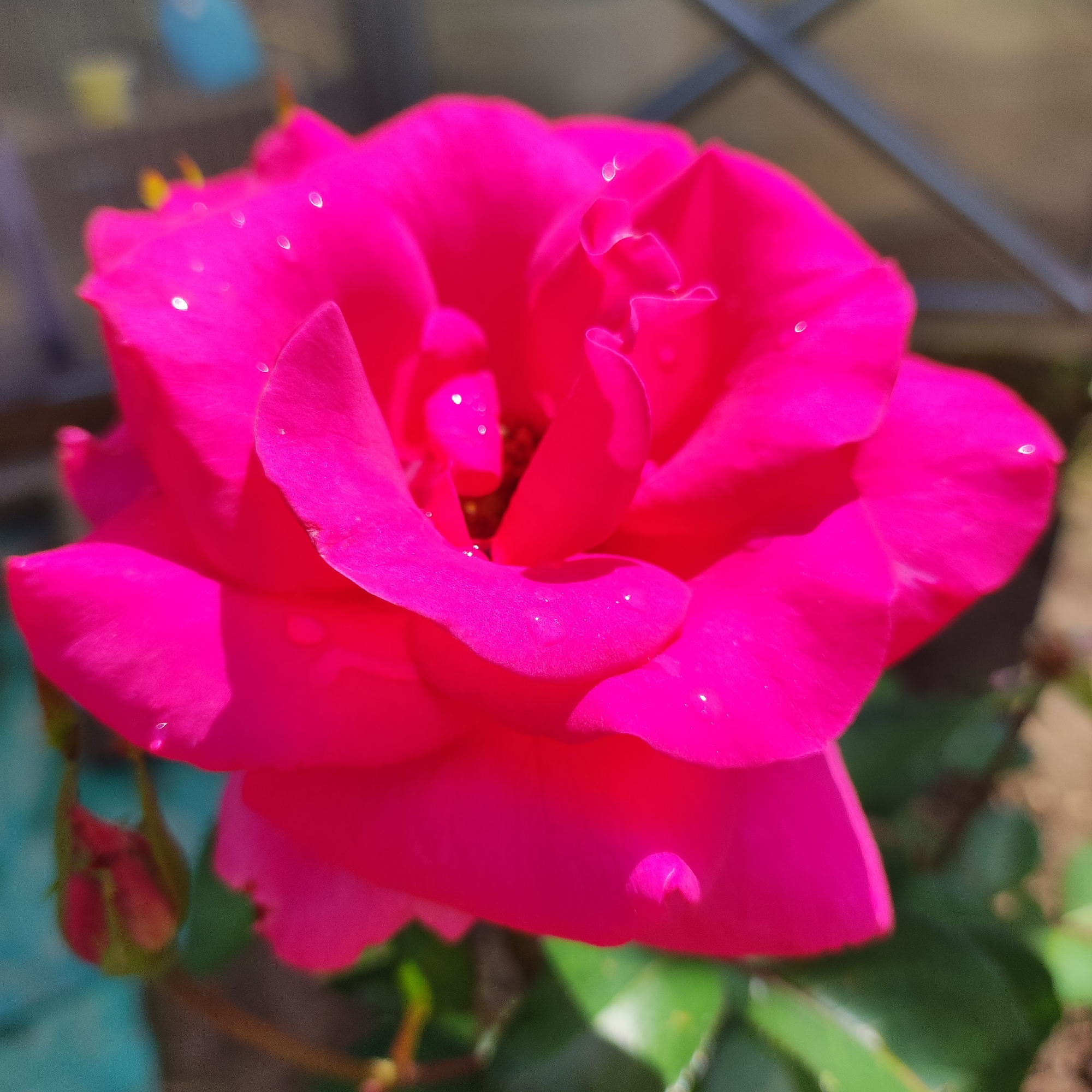 An extreme close-up of a bright pink rose in Navoloki, Russia shows several water droplets on its petals. The rose is in full bloom, with its petals unfurling to reveal a darker center. The background is softly blurred, with hints of green leaves and what appears to be a fence or trellis structure. The lighting suggests it is daytime, with sunlight reflecting off the water droplets and illuminating the vibrant color of the rose. There are no people visible in the image.