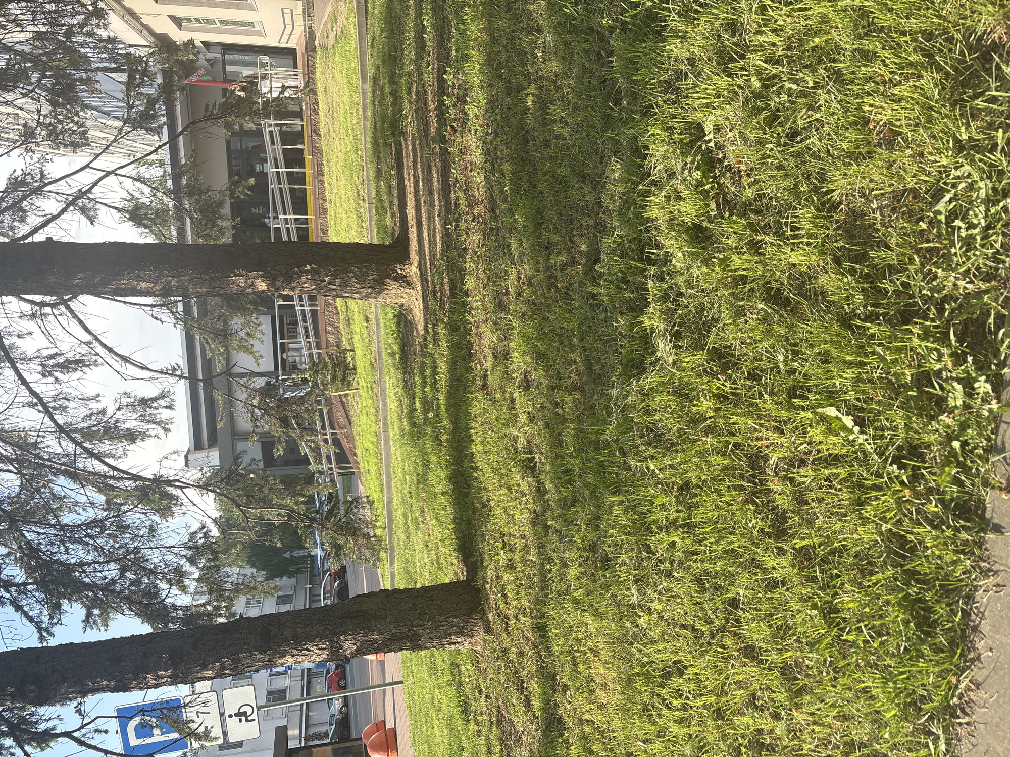 This photo was taken outdoors in Minsk, Belarus and is of grass, trees, buildings, and street signs. The grass covers most of the photo and is the predominant color. There are two trees with thin bark that are planted into the ground. One tree has a handicapped sign with a wheelchair on it. The other tree does not have a sign on it. Both trees have branches with a variety of pine needles on it. There are buildings in the background that appear to be at least four stories tall and have a ramp for wheelchair access. There are also cars in the background parked along the street.
