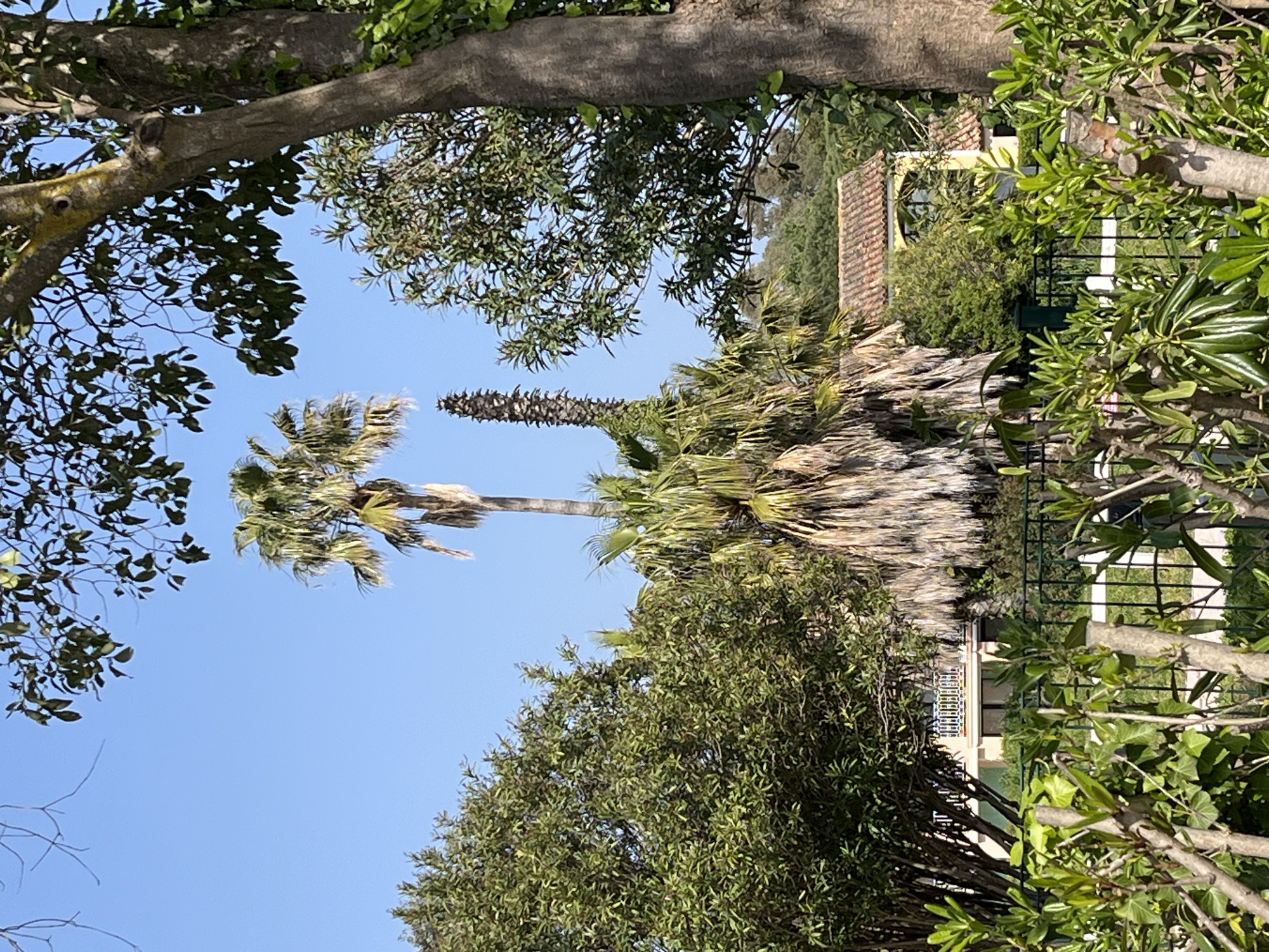 The photograph shows an outdoor scene in Grimaud, France. The sky is clear and blue. Two tall palm trees are visible in the center of the image. One is healthy and green, and the other appears dead or dying, with a brown, withered top. Various trees with lush green foliage surround the palms. A building is seen in the background, its architecture is indistinct but it has a tiled roof and yellow walls. A fence runs along the edge of the property.