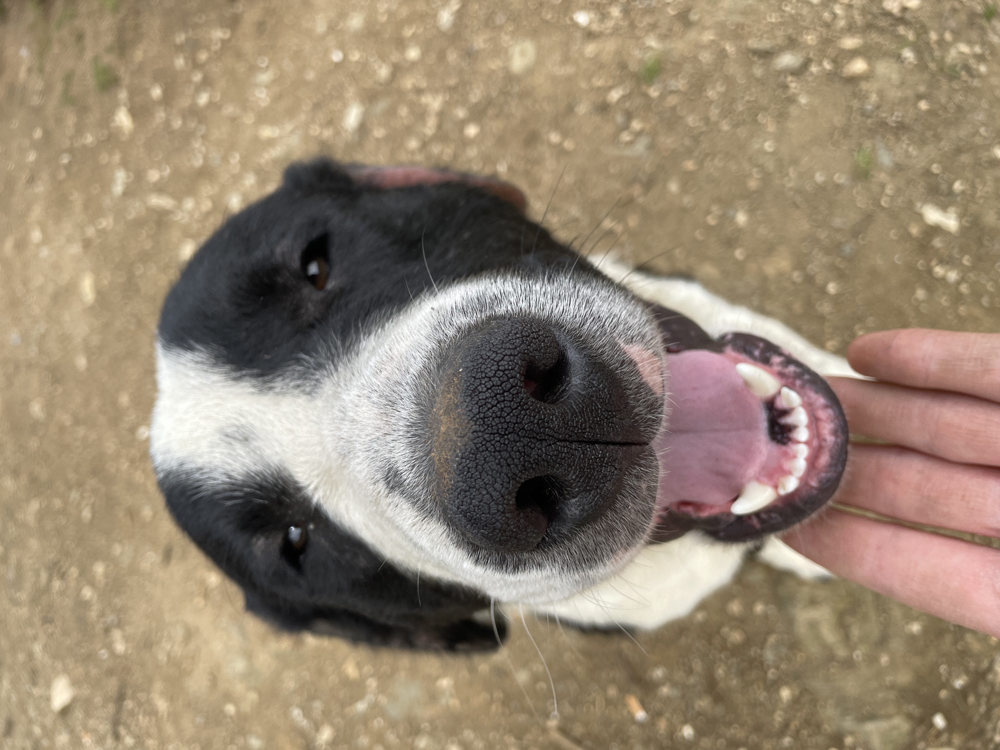 A close-up, ground-level shot depicts a black and white dog looking directly at the camera. The dog's mouth is slightly open, exposing teeth and a pink tongue. A human hand is visible near the dog's mouth. The background consists of an out-of-focus, dirt or gravel ground. The location is unspecified, but the city is Zlatograd, Bulgaria.