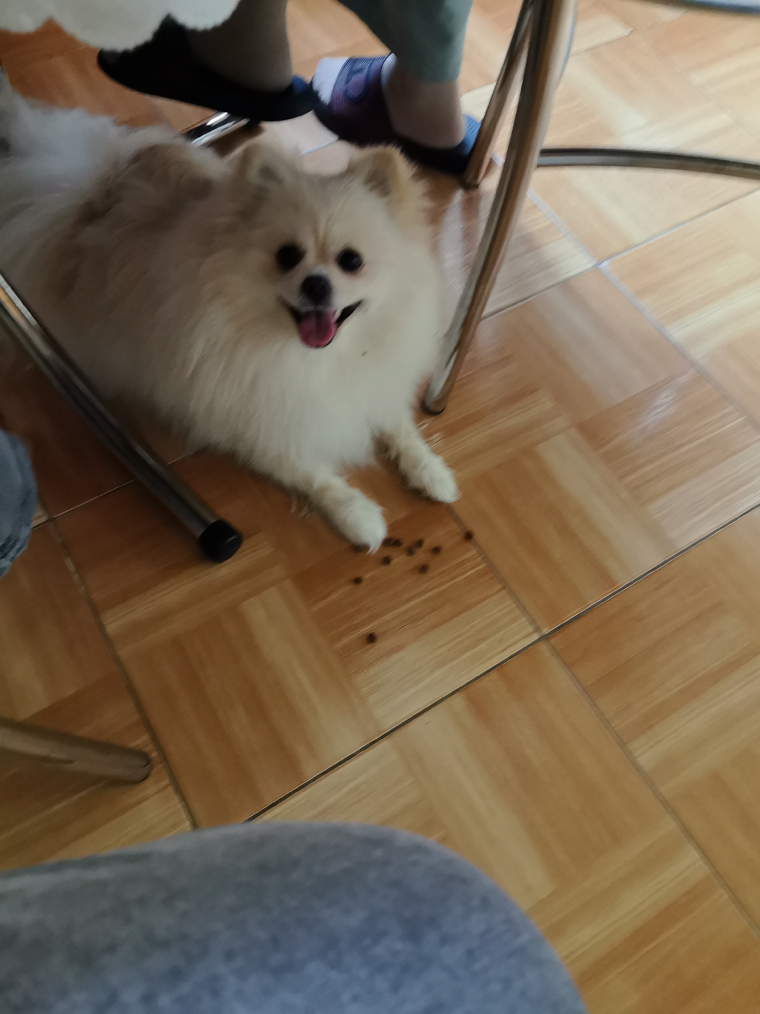 The image shows a light-colored Pomeranian dog lying on a tiled floor, looking towards the camera with its tongue out. Several small, dark pieces of kibble are scattered on the floor near the dog's paws. The dog is positioned under a metal chair. In the background, two pairs of feet are visible, one wearing black slippers and the other wearing blue and white athletic shoes. The environment appears to be indoors, possibly a home or a commercial establishment, with light-colored, wood-patterned tiles covering the floor. The specific location in Neftekamsk, Russia, cannot be determined from the visual information provided in the image.