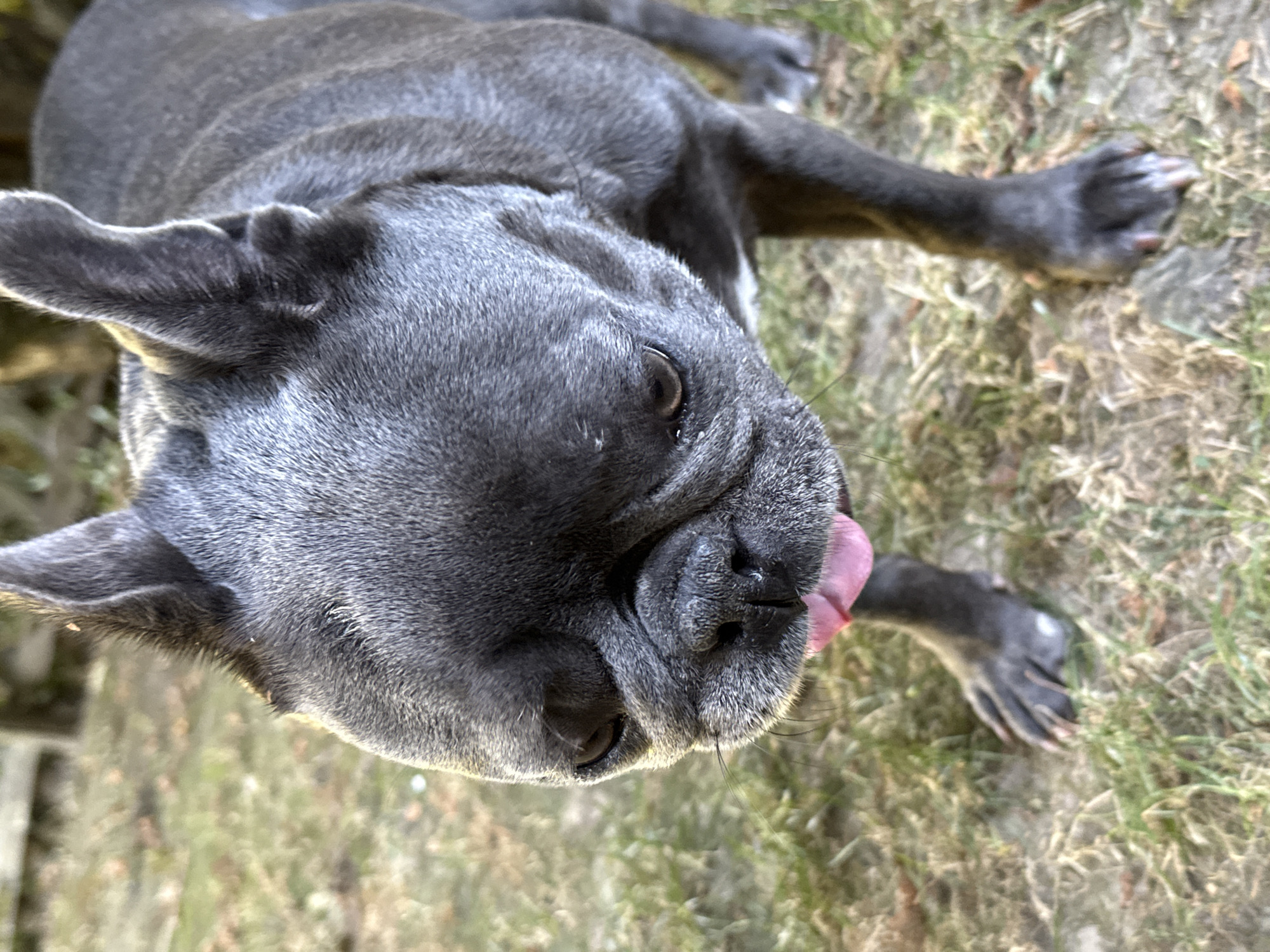 A close-up, eye-level, slightly downward angle shot captures a grey French Bulldog standing on dry grass and dirt in an outdoor setting. The dog's head is the primary focus, with its mouth open and pink tongue extended. Its eyes are dark brown and appear to be looking downwards. The dog's ears are erect and prominent. The background consists of blurred green and brown vegetation and a hint of a wooden fence, suggesting a yard or park area. No human presence is visible. This scene could be in the vicinity of the Ravensberg in Bad Sachsa, Germany, a popular recreational area known for its natural landscape and walking trails.