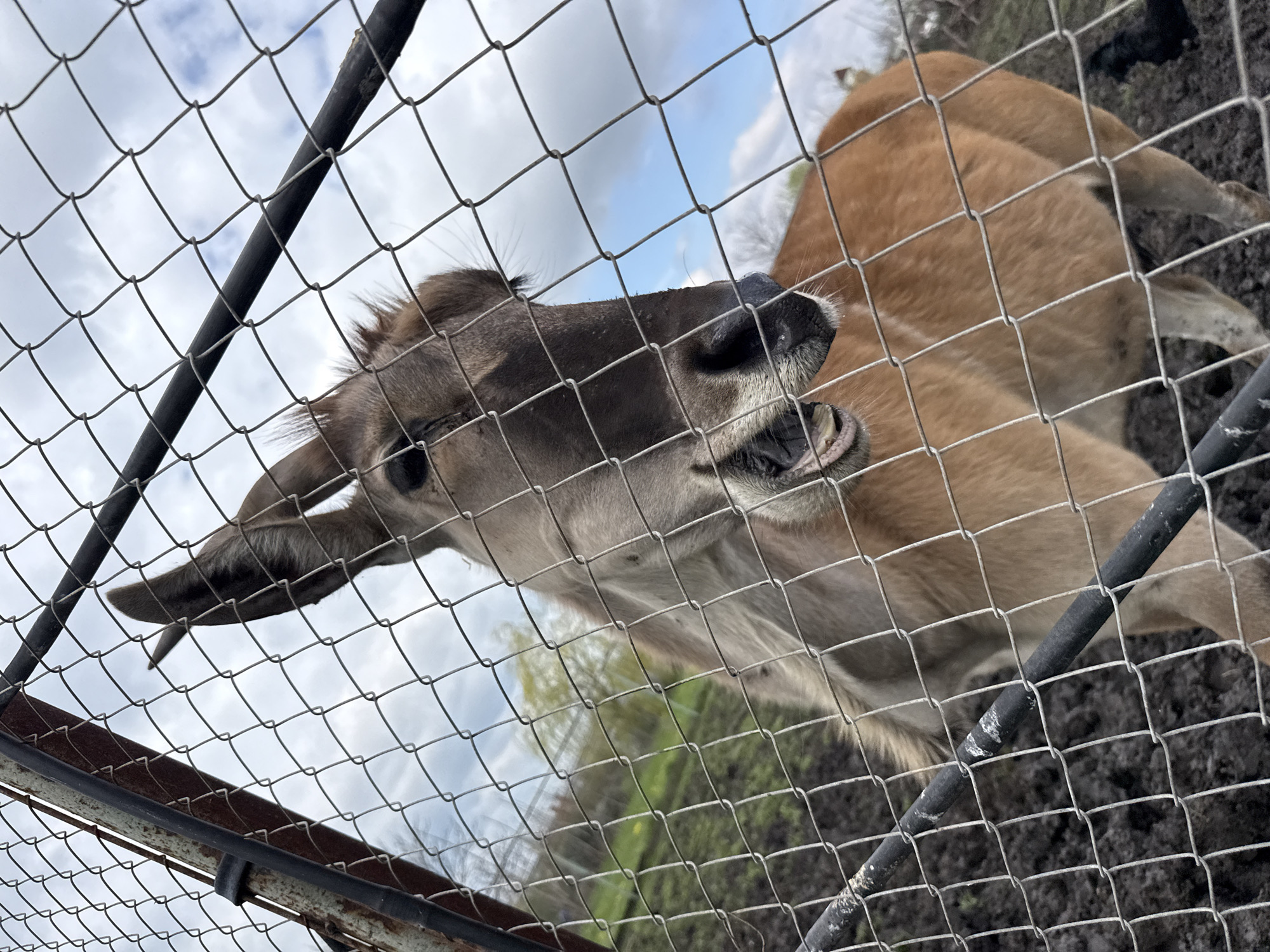 A medium close-up, low-angle shot depicts a young deer behind a metal wire fence. The deer, with its light brown fur and darker brown face, is facing upwards and slightly to the left, with its mouth open. The fence is composed of gray wire mesh, with black metal bars forming the structure. The background shows a cloudy sky and some greenery.
The location is Burgas, Bulgaria.