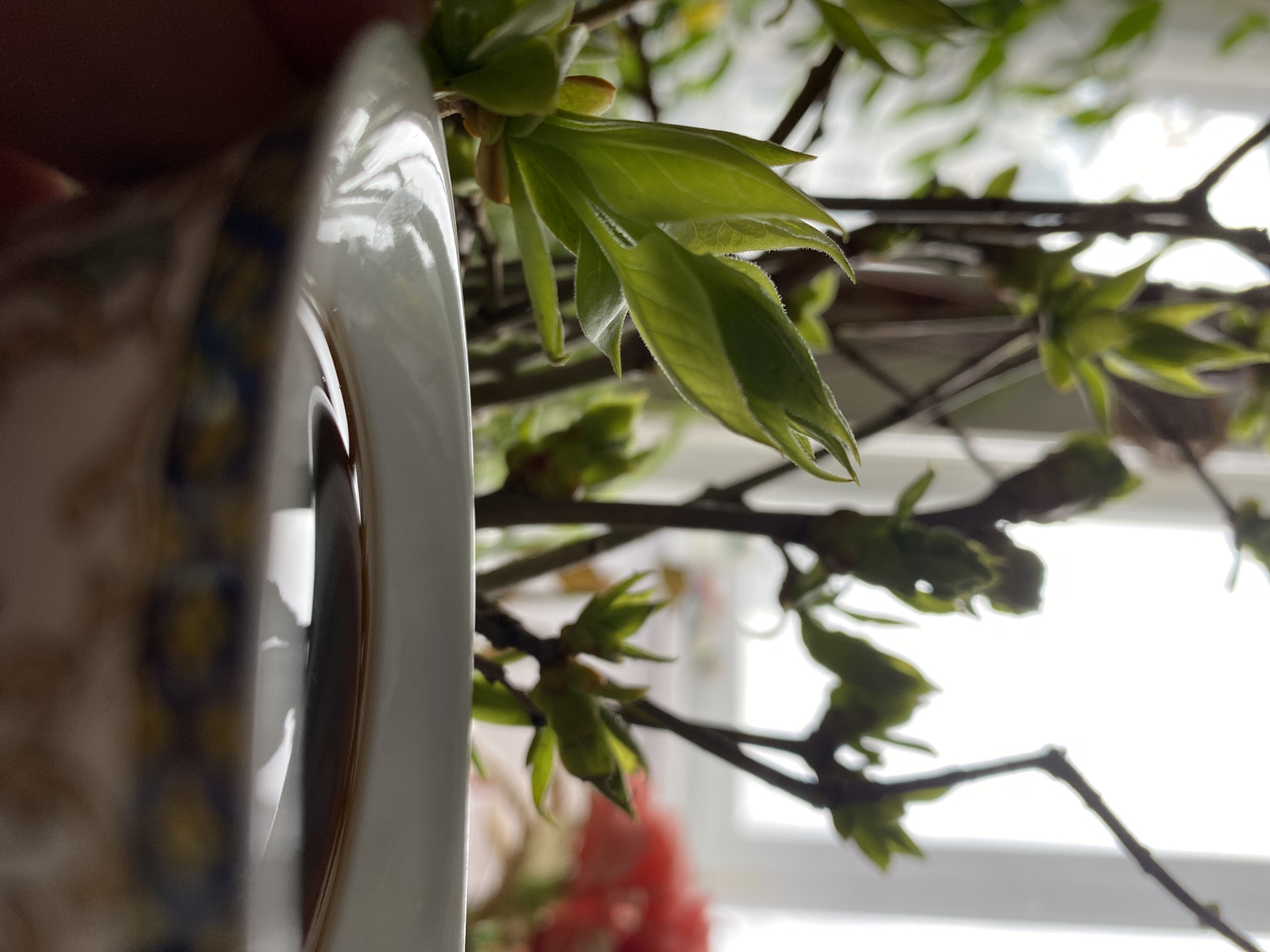 The image, rotated ninety degrees counter-clockwise, presents a close-up indoor scene dominated by a ceramic cup and fresh spring foliage. On the left side, a white cup, likely for tea or coffee, features a decorative rim with intricate blue and yellow patterns. It holds a dark liquid, possibly reflecting light on its surface. A partial hand is faintly visible at the very top left, near the cup.
Occupying the majority of the right side are several delicate tree branches, abundant with small, vibrant green leaves and newly unfurled buds. These leaves appear soft and new, strongly suggesting early spring growth. Some branches are still bare. The branches are either from an indoor plant or cut branches placed in a vase, brought inside to mark the season.
The background is brightly illuminated by a window, creating soft, natural light that highlights the delicate texture of the leaves and buds. The bright light indicates a daytime setting. The scene evokes a sense of calm and freshness, celebrating the arrival of spring indoors. No specific activity beyond a quiet moment is depicted, and no other people are visible. There is no discernible text in the image. This depiction of new spring growth indoors is consistent with the seasonal changes found in Chaikovsky, Russia.