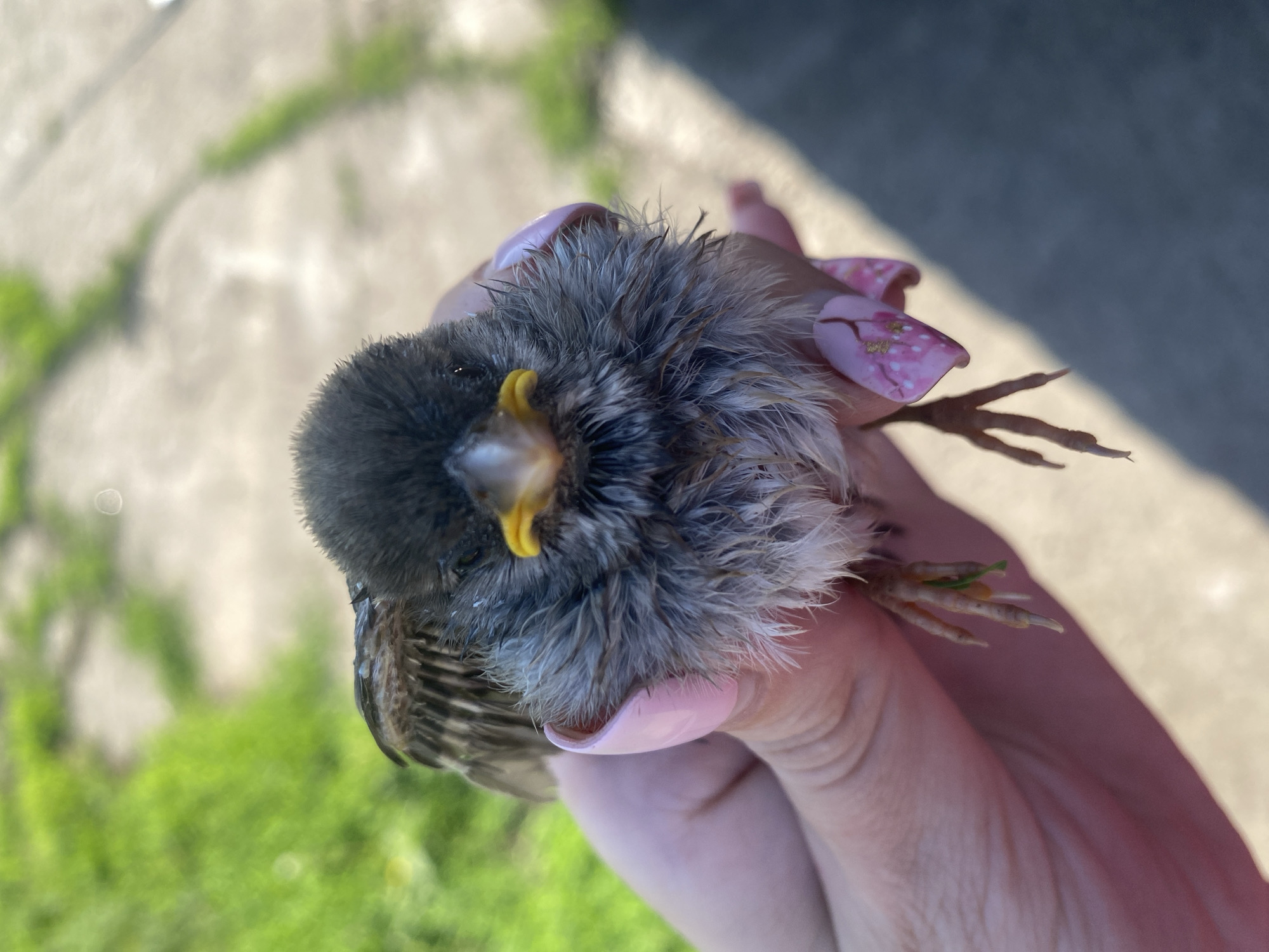 A person's hand, with light pink painted nails adorned with gold and white floral patterns, holds a small, fluffy bird. The bird is facing forward, with its dark gray head and fluffy gray body prominent. Its beak is bright yellow. The background is blurred, showing green grass and a light-colored path or pavement, suggesting an outdoor urban or suburban setting. The lighting indicates it is daytime, with sunlight casting shadows.