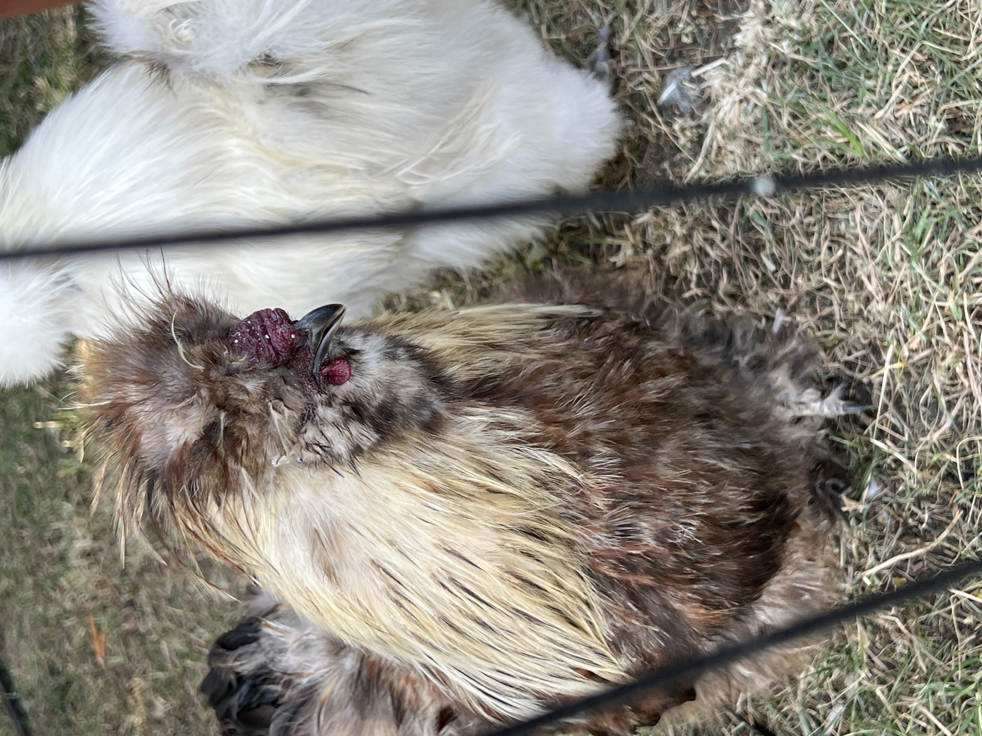 A close-up, eye-level, outdoor photograph captures two Silkie chickens in a grassy area. The chicken in the foreground, facing right, has a fluffy, multi-colored plumage ranging from brown to blonde. Its comb is a bright red, and its eye is dark. The chicken behind it, partially obscured by a black vertical bar, is predominantly white and also appears fluffy. The ground is covered with dry grass and some scattered debris. The scene is framed by a black wire fence in the foreground, running vertically through the image. There is no indication of the city of Vilnius, Lithuania, or any specific urban context.