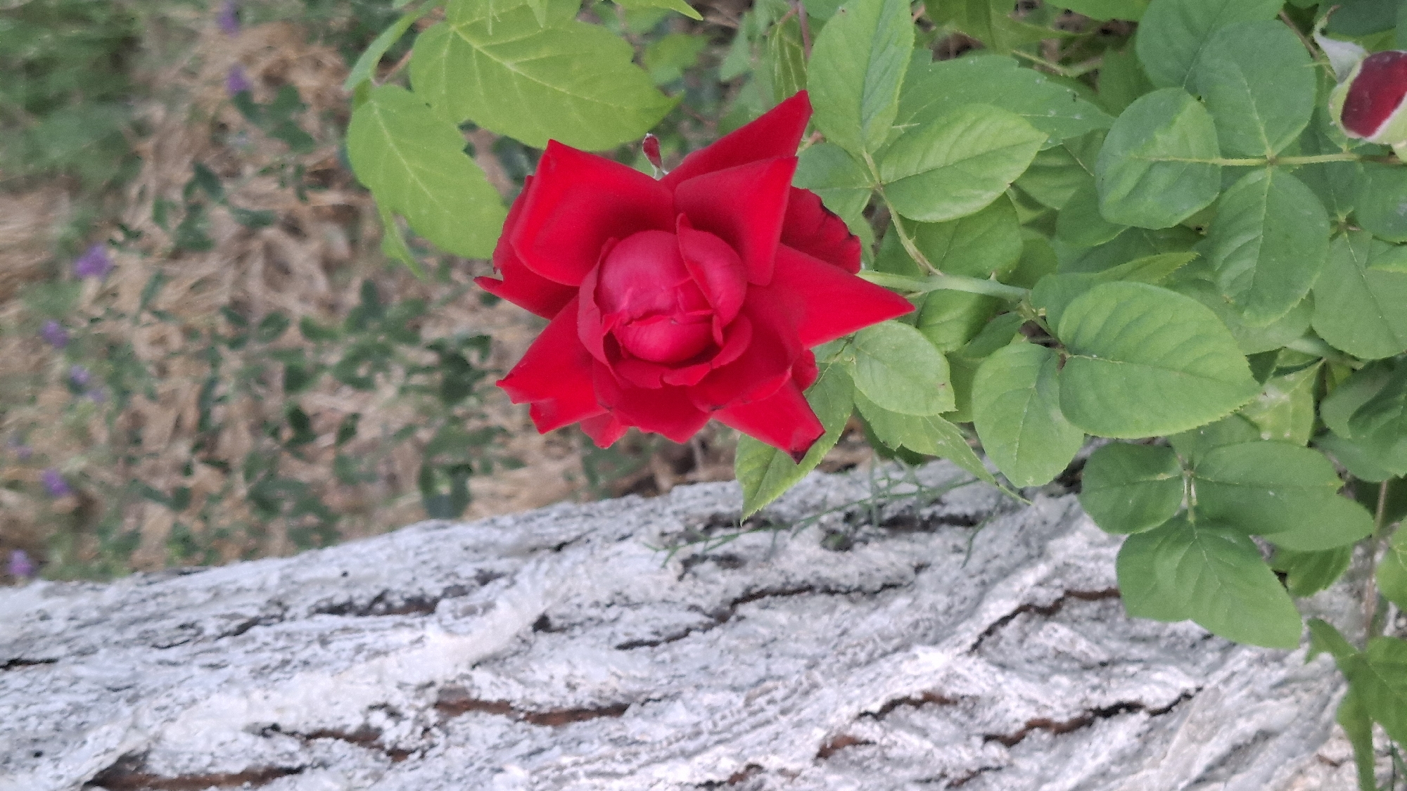 A close-up, overhead shot captures a vibrant red rose in full bloom, its petals unfurling to reveal a tightly wound center. The rose is positioned slightly to the left of the frame, nestled amongst lush green rose leaves. To the right of the rose, a single, unopened red rosebud is visible, hinting at more blooms to come. The rose bush appears to be thriving, with sharp thorns visible on its stem.
The foreground of the image is dominated by a textured, rough surface that appears to be a weathered, light-colored log or rock. This element provides a contrasting textural and color element to the soft petals and vibrant green leaves. In the background, a blurred landscape of dry, brown earth interspersed with patches of green foliage and small purple flowers suggests an outdoor setting, possibly a garden or natural area.
The lighting suggests it is daytime, with no distinct shadows indicating a specific time of day. The overall atmosphere is one of natural beauty and growth, with the focus firmly on the striking red rose. No people, text, or specific events are depicted. The location context is Shymkent, Kazakhstan.