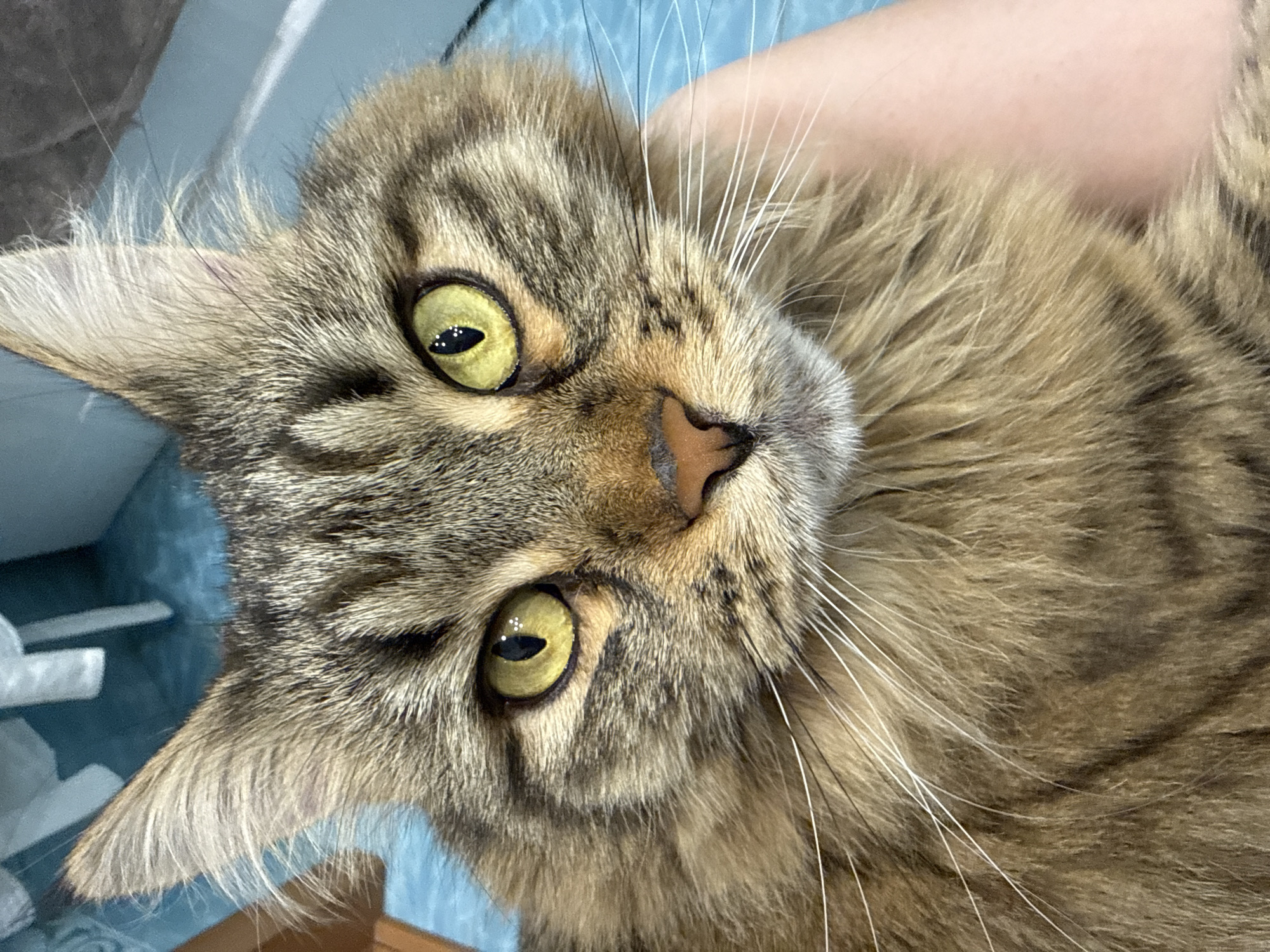 A close-up, portrait-style photograph captures a brown tabby cat with bright yellow-green eyes. The cat is positioned slightly off-center with its head tilted to the side. The cat's fur displays a striped pattern. Its whiskers are long and white. A pale arm is visible in the background, suggesting the cat is being held. The image does not contain sufficient information to determine its location as Izhevsk, Russia, or to provide details about people, actions, interactions, and the environment.