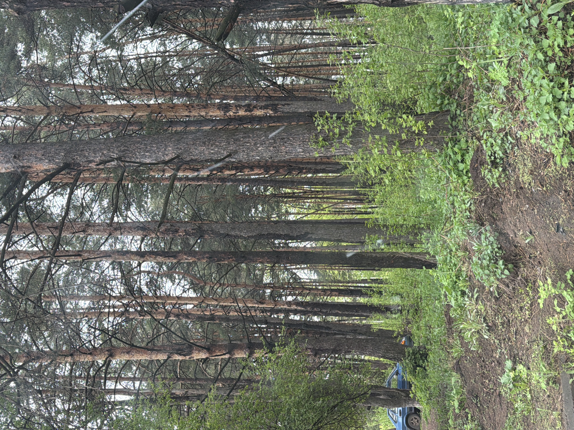The image depicts a densely wooded area, possibly a forest or park, likely located in Chaikovsky, Russia. The primary subjects are tall, slender trees with dark bark and sparse branches near the base, suggesting a coniferous species. The trees are planted or grow in close proximity, creating a linear visual effect leading into the depth of the scene. The ground is covered with a mix of dirt, small plants, and possibly some low-lying shrubs. The right side of the image shows a steep bank, with foliage covering most of the surface. In the lower right corner, a portion of a blue vehicle is visible, indicating a road or path nearby. No people are visible in the image. The overall atmosphere is shaded and suggests a humid or overcast day.
