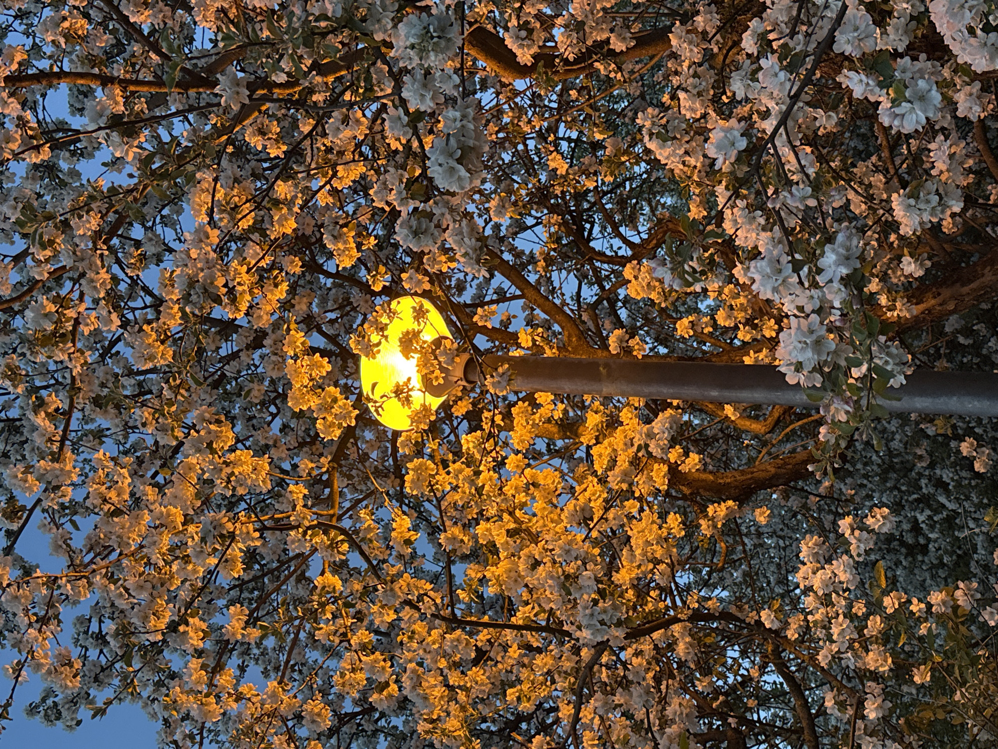 A street lamp shines brightly amidst a blooming tree, casting a warm glow on the delicate white blossoms. The branches extend outwards and upwards, creating a canopy against the twilight sky. The light fixture is a spherical yellow orb affixed to a grey metal pole. The location is Moscow, Russia.