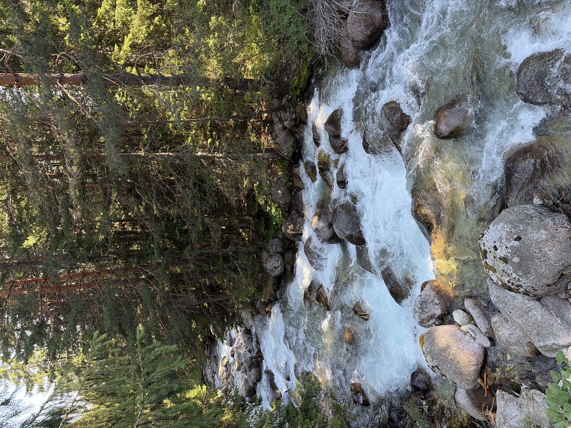 A fast-flowing, rocky river cuts through a dense, sun-dappled coniferous forest. The water is turbulent and white with rapids, swirling around numerous large, grey stones of various sizes. The riverbanks are lined with more rocks and the forest floor is carpeted with green undergrowth and moss. Tall evergreen trees, their branches laden with needles, form a thick canopy overhead, allowing shafts of sunlight to penetrate and illuminate the scene. The overall impression is one of a wild and natural mountain landscape. This location appears to be the Bistritsa River in or near Bansko, Bulgaria, known for its pristine natural beauty and forested mountain surroundings. There are no people or animals visible in the image.