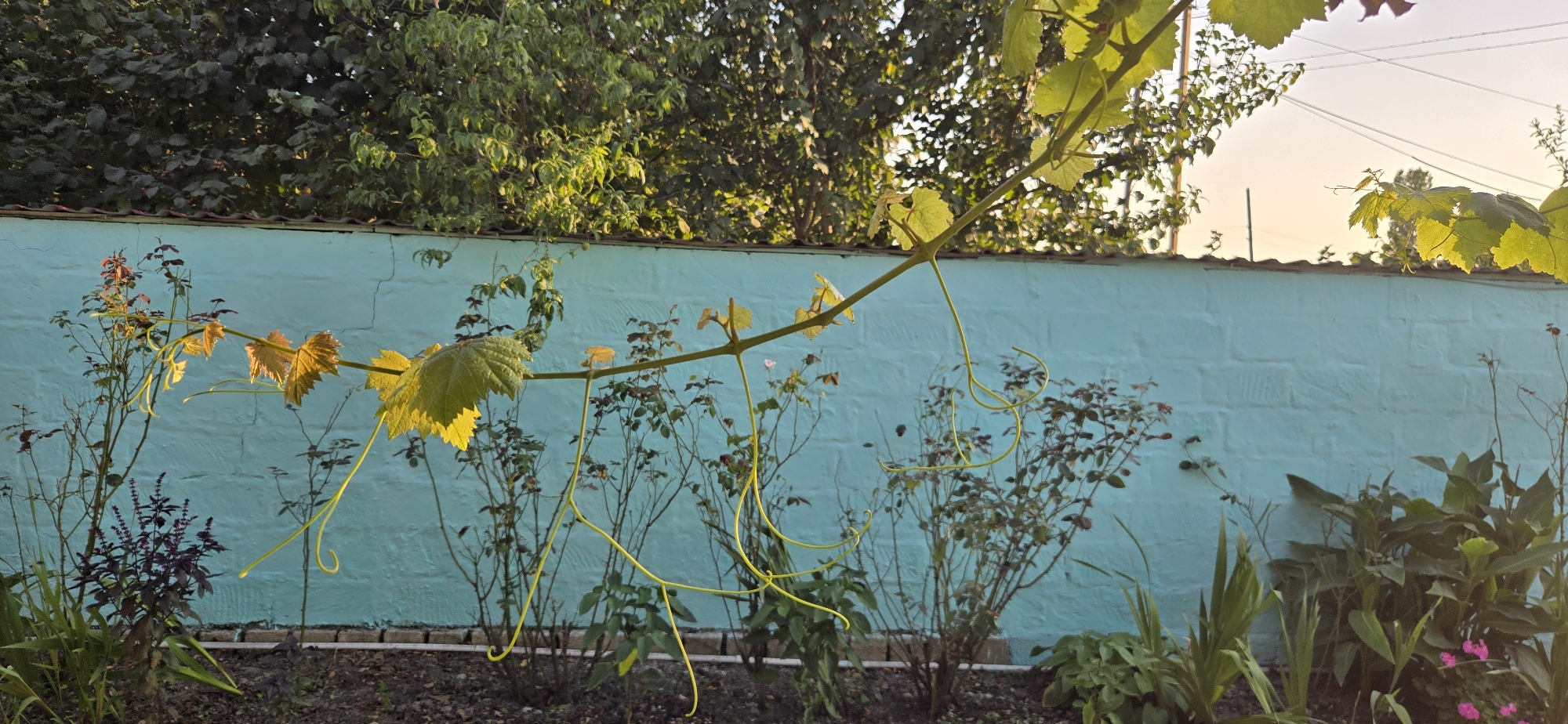 The image depicts a garden scene with a light blue painted brick wall in the background. A vine with yellow-green leaves and tendrils is prominently displayed in the foreground, arching across the frame. Several other plants, including what appear to be rose bushes and some darker foliage, are visible in front of the wall. The ground in front of the wall is covered with dark soil. Overhead, trees with dense green foliage are visible above the wall, and the sky, tinged with the warm light of what might be sunrise or sunset, is visible at the top. There are no people or animals present in the image. The image was taken in Tel, Azerbaijan.