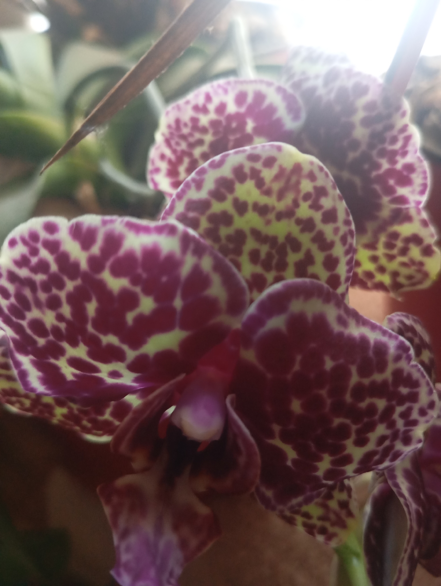 The image shows a close-up of several spotted orchid flowers with purple and yellow patterns. The background is out of focus, with hints of green foliage and a dried brown leaf. The lighting suggests it is daytime, with some bright light filtering in from the top. There are no people or any other objects visible in the image besides the orchids. There is no information in the image to suggest a specific location within Sofiivska Borshchahivka, Ukraine.