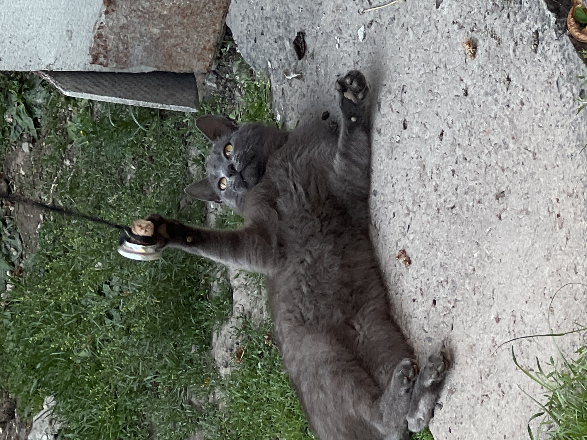 A grey cat with yellow eyes lies on its back on a concrete surface, playing with a string attached to a small metal object. The cat is in the foreground, with its paws raised and one paw holding the toy. Green grass is visible in the background, along with a concrete wall and some dirt. The scene appears to be outdoors in an urban or semi-urban setting, possibly in Vertelka, Ukraine.
