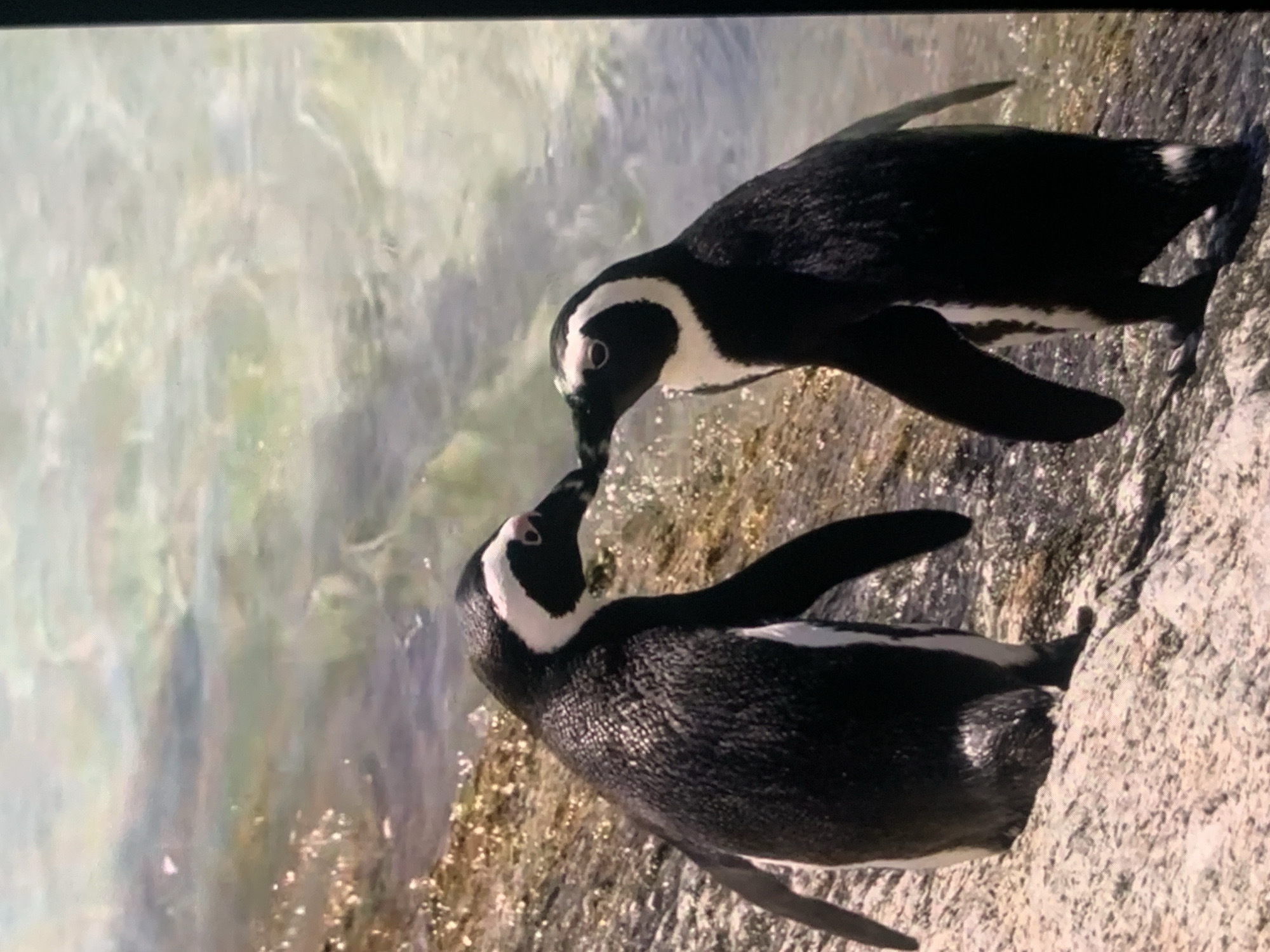 Two penguins are standing on a rocky shore, with their beaks touching. The water behind them is clear and shallow, with sunlight reflecting off the surface. The penguins are black and white, with distinctive white bands around their eyes and necks. They appear to be engaged in a mutual grooming or greeting behavior. The environment suggests a coastal habitat suitable for penguins. The image does not depict any elements that would place it within the city of Stavropol, Russia.