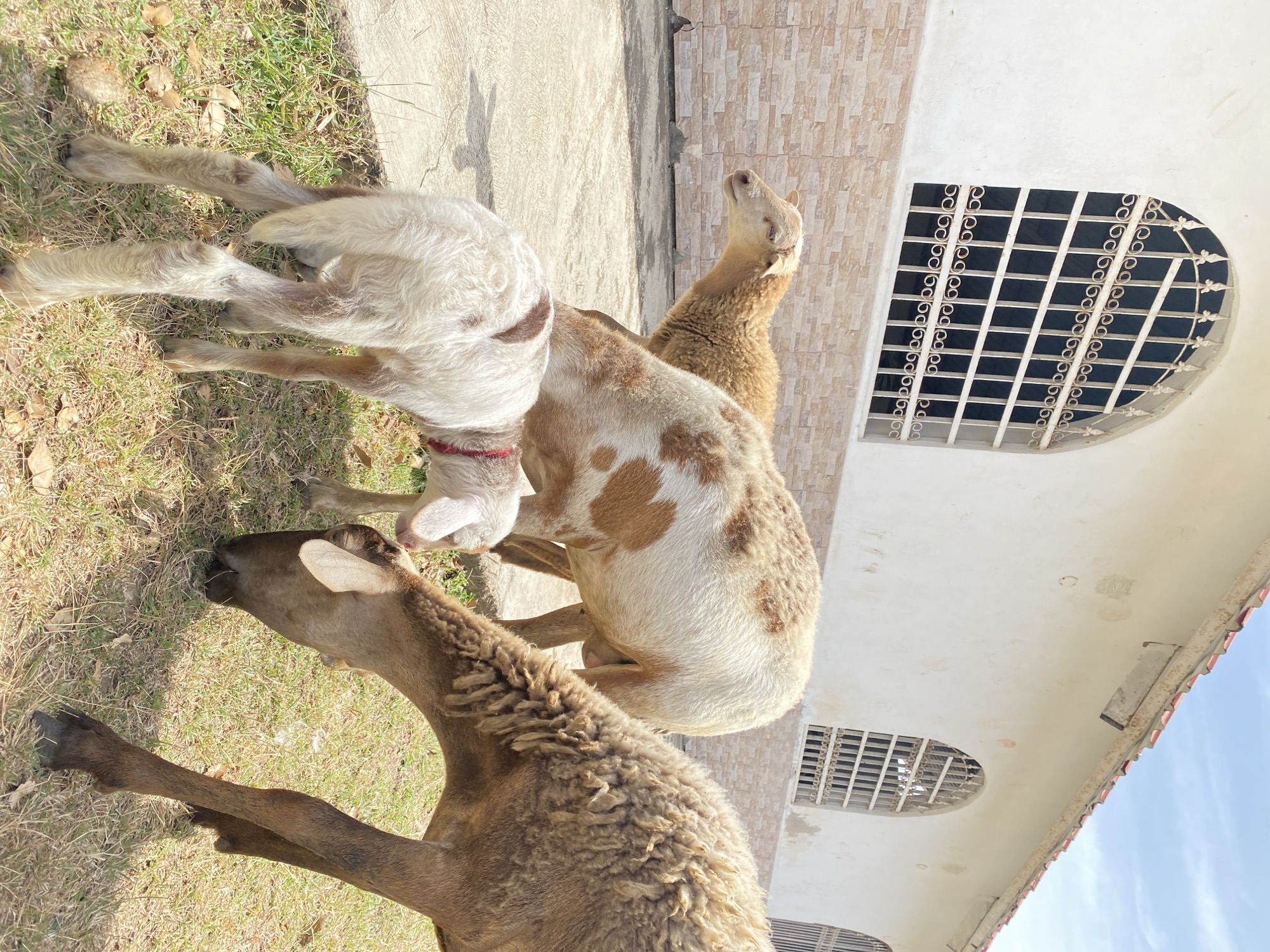 Three sheep graze on grass near a building in Juan Griego, Venezuela. One is light brown, another is white with brown spots, and the third is darker brown. The building is white with window grates. The scene is outdoors in daylight.