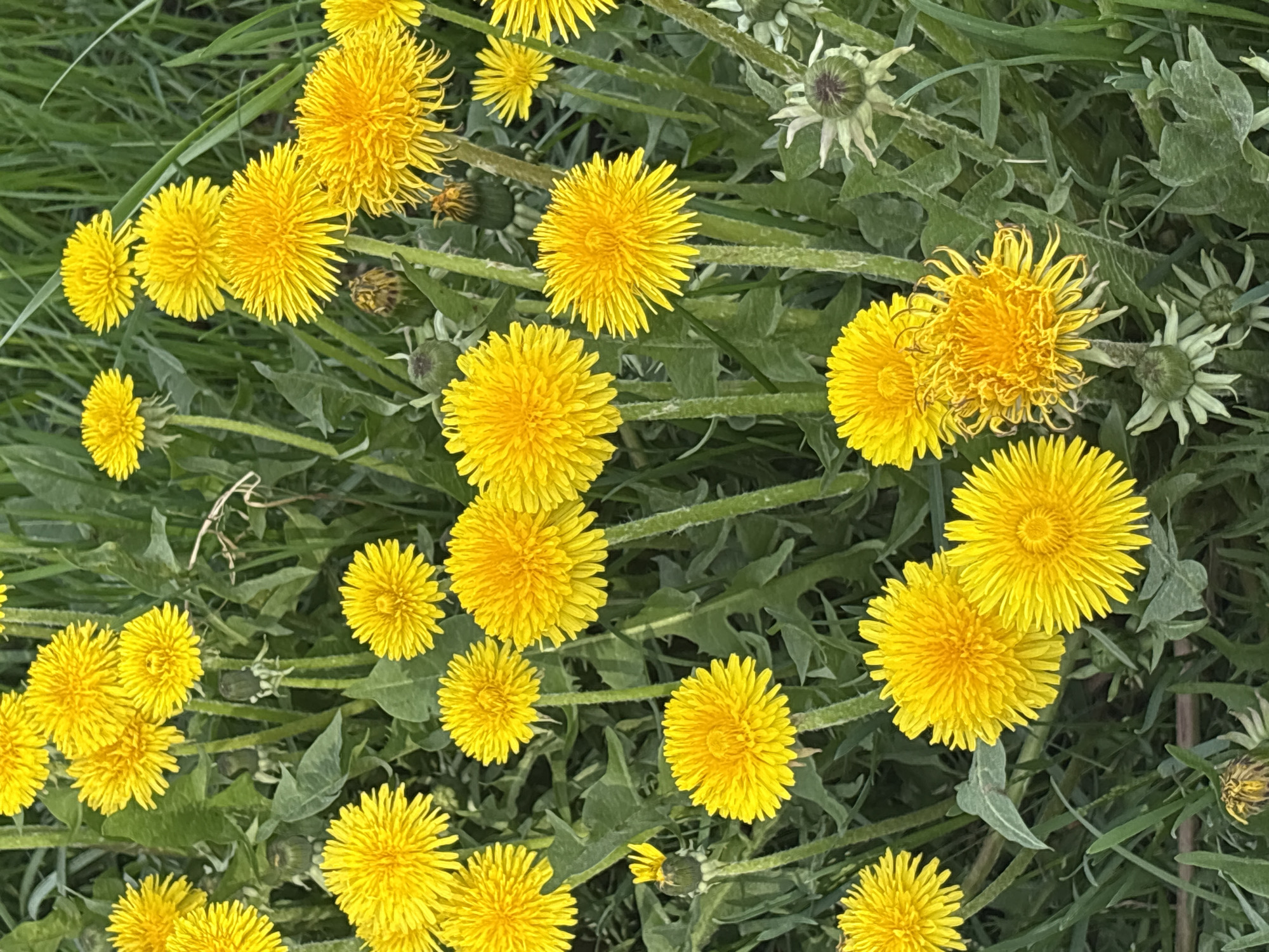 The image shows a patch of dandelions in a field, with numerous bright yellow flower heads in full bloom, surrounded by green grass and dandelion leaves. Some of the flowers are closed or have gone to seed. The location of the image is not discernible as being within the city of Perm, Russia.