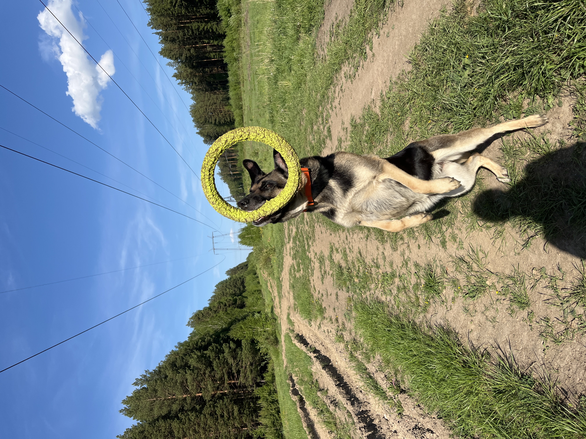 A German Shepherd dog is lying on its back on a dirt path in a grassy area with a yellow ring toy around its neck. The dog has a tan and black coat and wears an orange collar. The path is slightly overgrown with grass and shows signs of tire tracks. In the background, there's a forest with tall trees, and overhead power lines are visible against a blue sky with a few clouds. This photo was taken in Nizhny Tagil, Russia.