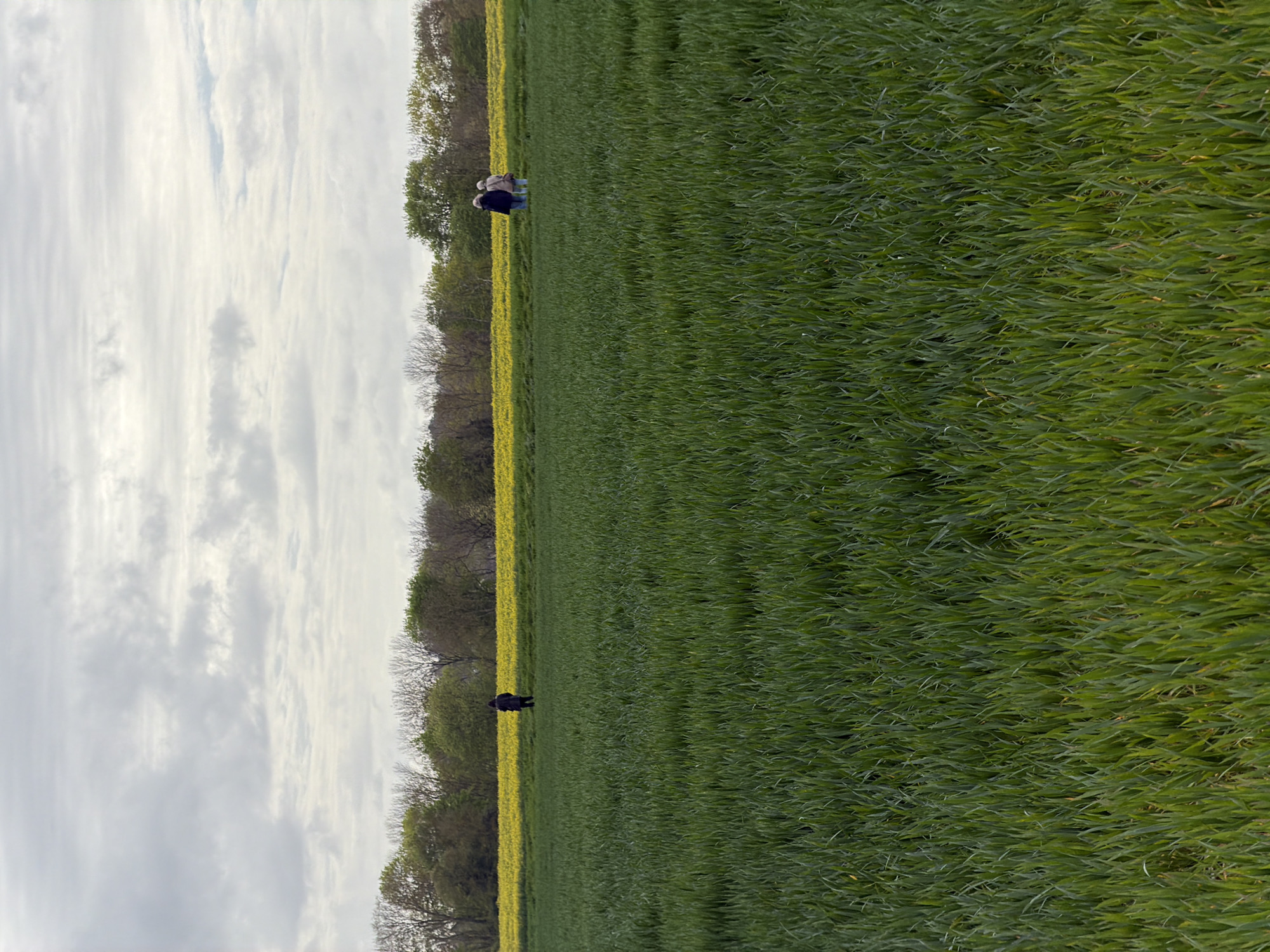 The image shows a landscape in Auvers-sur-Oise, France. A field of green wheat is visible, bordered by a strip of yellow rapeseed flowers and a line of trees. Two figures are present. One is at the lower part of the photo, and a pair of figures at the upper part, seemingly walking across the field. The sky is overcast with white and gray clouds.
