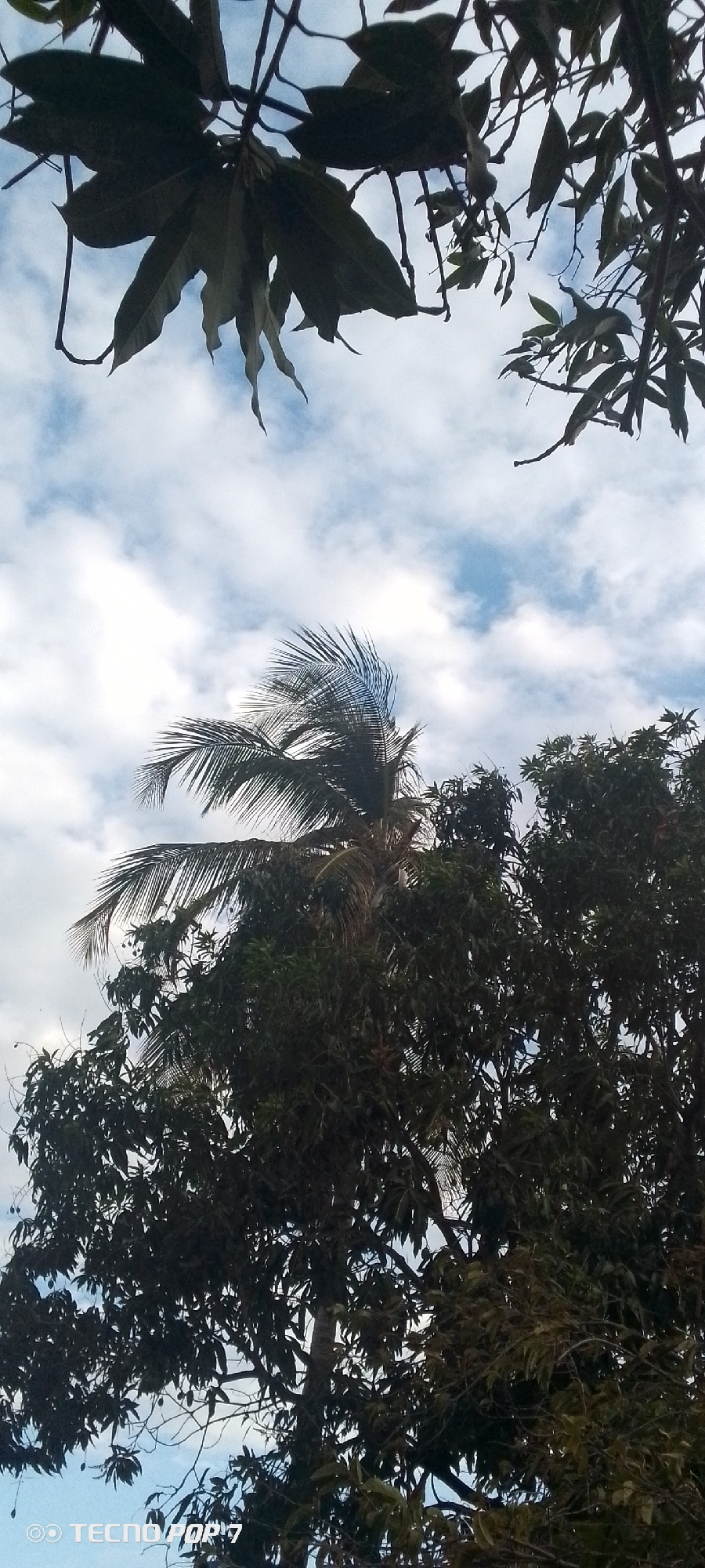 The image depicts a view of a partly cloudy sky framed by the foliage of several trees. The top of the frame includes branches with large, dark green leaves, obscuring a portion of the sky. A coconut palm tree is visible, its fronds swaying in the wind. The lower part of the image is filled with dense, dark green foliage from other trees. The setting appears to be outdoors. The phone model and date are "TECNO POP 7" in the bottom left corner. There is no verifiable evidence to confirm the location is in the city of Altagracia, Venezuela. No people are visible in the image.