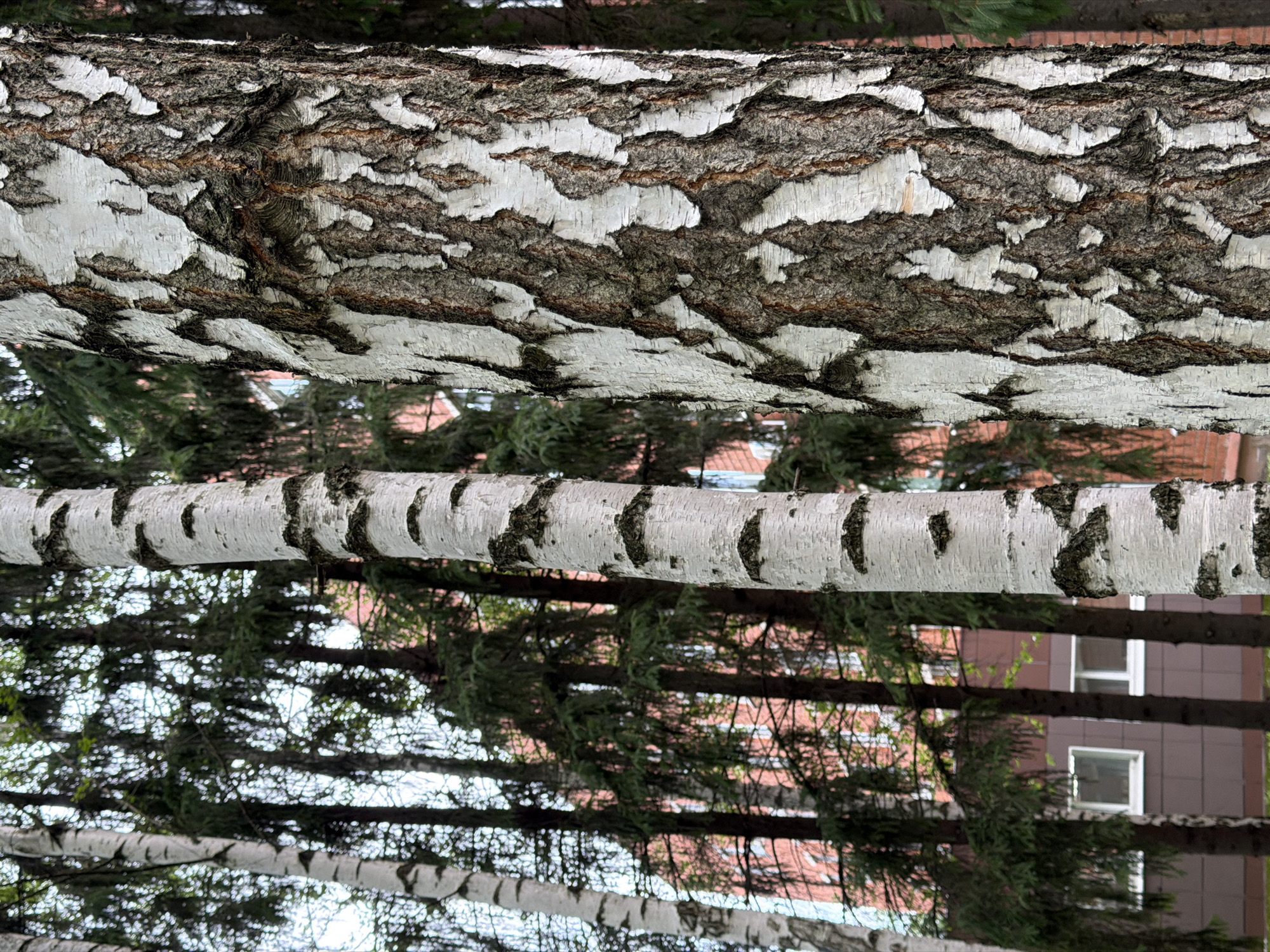 The image shows a close-up of the textured bark of a birch tree in the foreground, with its characteristic white and black patterns. Behind the birch, a dense stand of evergreen trees creates a dark, shadowy backdrop. In the mid-ground, a building with a red brick facade and white-framed windows is partially visible through the trees. The overall scene suggests an outdoor urban environment in Izhevsk, Russia, likely a park or a residential area with a mix of trees and buildings. There are no people visible in the image.