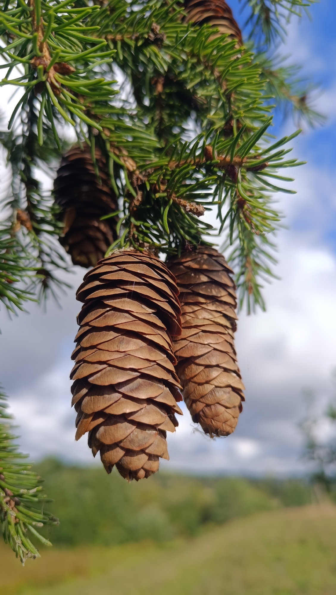 The image is a close-up, vertical shot of two large, brown pine cones hanging from the branches of a coniferous tree. The pine cones are detailed, showing their layered scales. The branches are covered in green needles, some of which are out of focus. In the background, the sky is a mix of blue and white clouds, and below it, a blurred green and brown landscape suggests a natural outdoor environment. The image does not contain any people or specific city landmarks, and therefore, no location in Karsha, Russia can be determined.