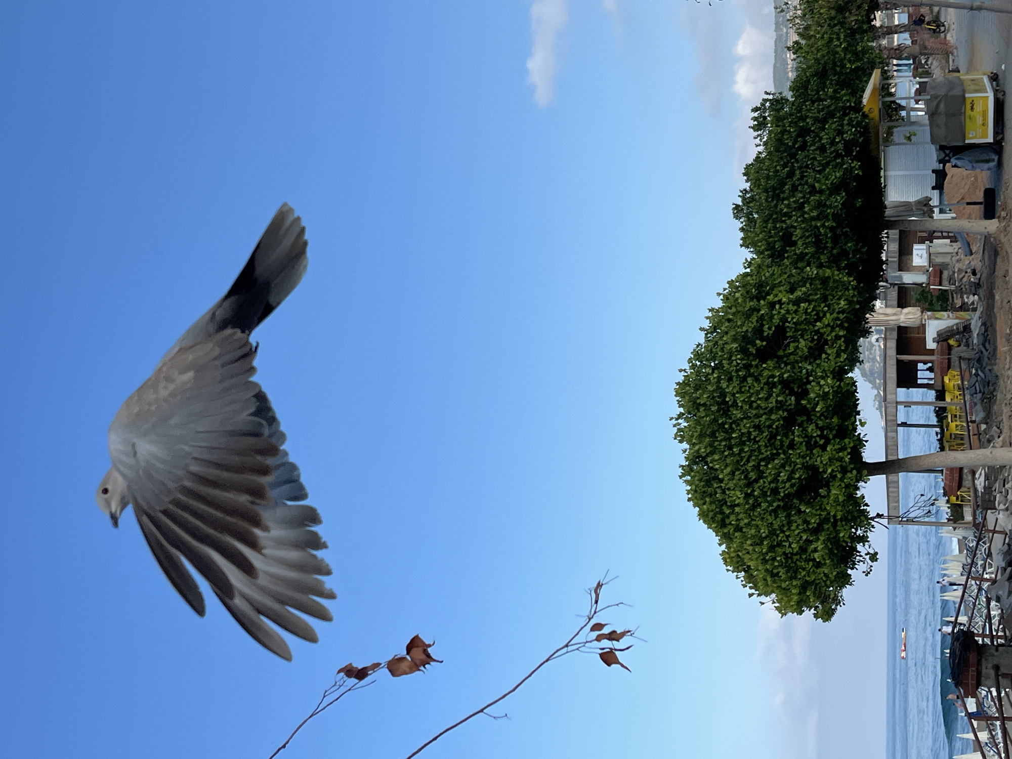 A bird in flight dominates the left side of the frame against a clear blue sky. Below the bird is a thin branch with a few brown leaves. On the right, the scene shifts to a coastal landscape with green trees lining the shore. Behind the trees, there are structures, including what appears to be a yellow food cart and other temporary or semi-permanent buildings. In the background, the sea stretches out to the horizon, and a boat can be seen. Further details show beach chairs and more structures that indicate a populated area. It is presumed the location is in the city of Alanya, Turkey. The image is rotated counter-clockwise.