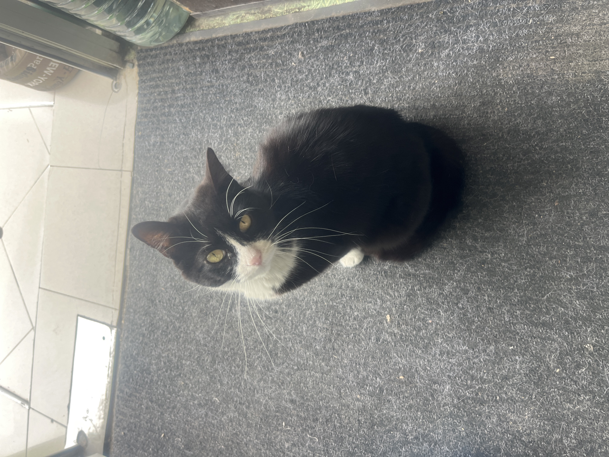 A black and white cat sits on a grey textured mat near a doorway. The cat is looking upwards, its eyes are yellow. There is a partially visible bottle near the top left corner. The cat is on a floor with tile to the left of the grey mat. The location is unknown and is not possible to identify the city of Plovdiv, Bulgaria from this image.
