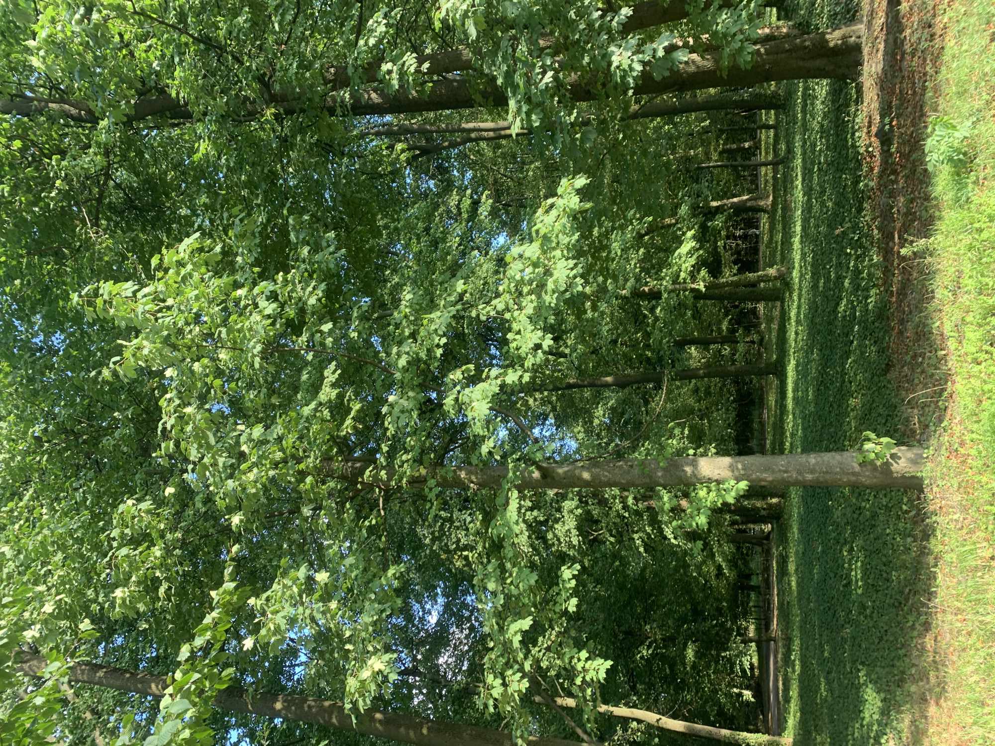The image depicts a sun-dappled forest floor covered in lush green ivy and a path winding through mature trees. The canopy of leaves filters the sunlight, creating a tranquil and shaded atmosphere. While the exact location in Lviv, Ukraine, is not specified, the scene suggests a park or a forested area within the city, offering a natural retreat from urban life. There are no people or visible objects that provide further clues about the specific location or context. The environment is dominated by the natural elements of trees, foliage, and dappled light, indicating a peaceful, outdoor setting.