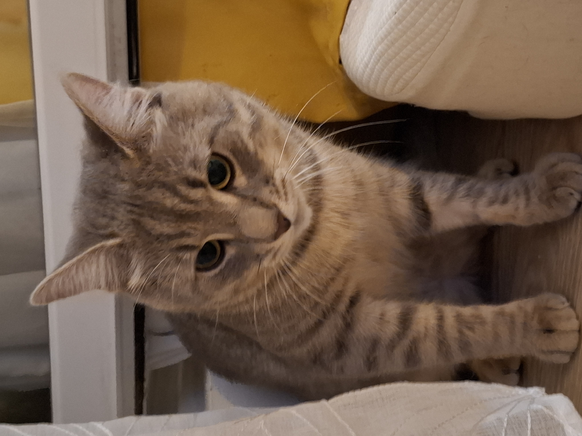A gray tabby cat is sitting on a light brown wooden floor, partially obscured by white curtains on the left and a yellow object and a white cushioned surface on the right. The cat is facing forward and slightly to the right, with its head tilted down. Its eyes are a greenish-yellow. The cat has distinct dark tabby markings on its fur, including stripes on its legs and body. The background is indistinct but appears to be indoors, with a white horizontal surface above the cat. The scene is consistent with an indoor domestic setting. There is no discernible information in the image to associate it with Zemun Urban Municipality, Serbia, or any specific city.
