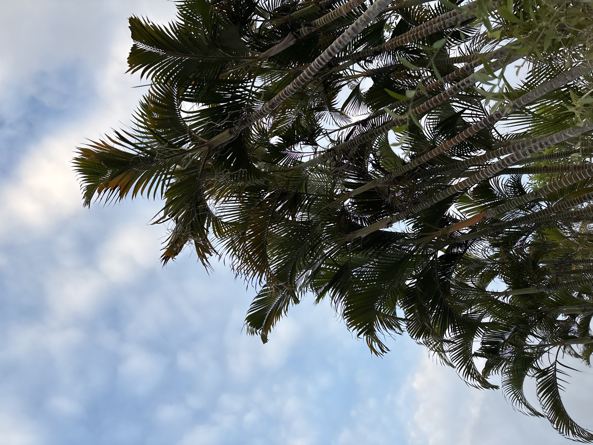The image captures a dense cluster of palm trees, their fronds reaching upwards towards a pale blue sky dotted with wispy white clouds. The perspective is from below, looking up at the canopy of the trees. The palm trunks, textured with horizontal rings, are visible through the foliage, some leaning at an angle. The lighting suggests it is daytime, possibly late afternoon given the soft light filtering through the leaves. The environment appears to be outdoors, likely a tropical or subtropical location. Given the context of Kuta Selatan, Indonesia, this scene could depict a street, park, or beachfront area characteristic of the region. There are no people or identifiable structures in the frame.