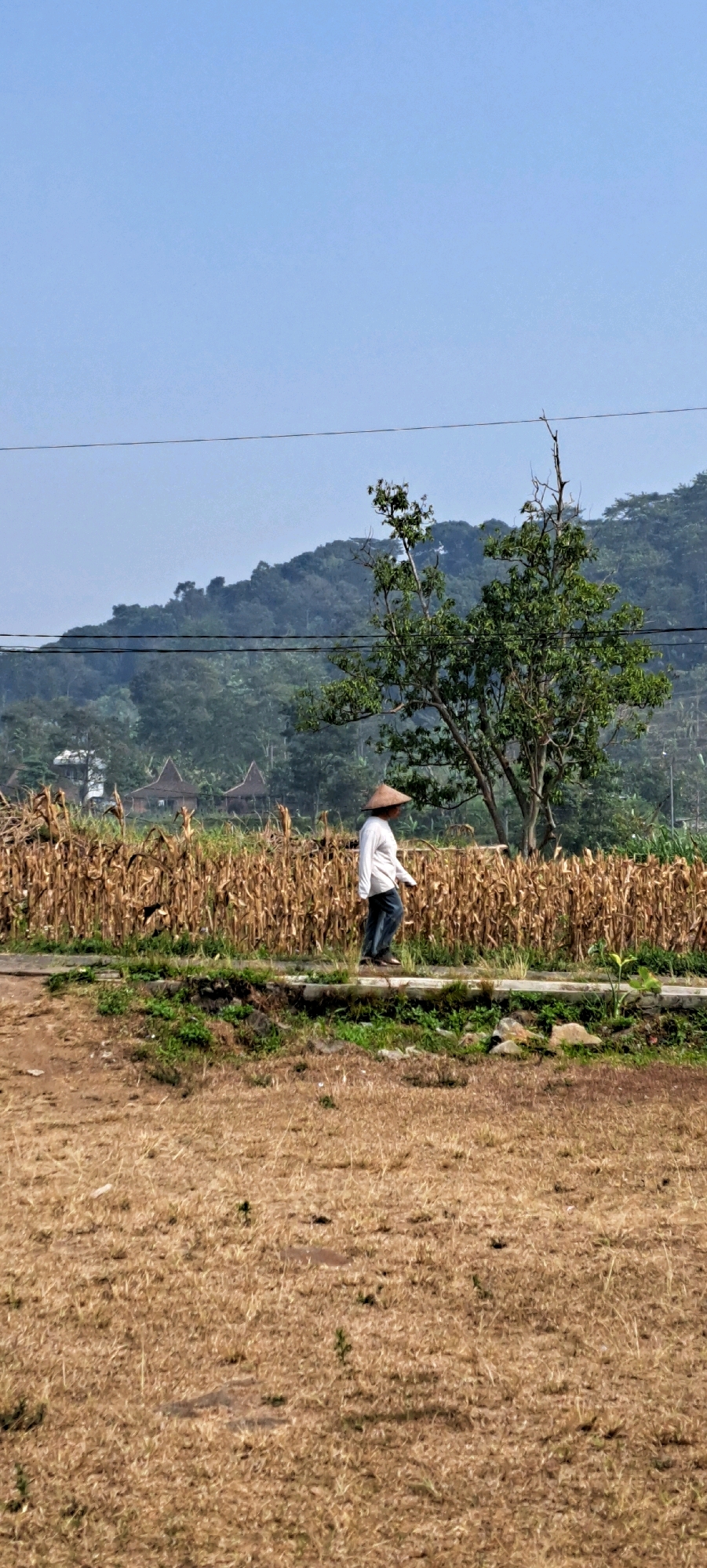 In Kesiman, Indonesia, a solitary individual walks along a path beside a field of dry corn stalks under a clear blue sky. The person, seen from the side, wears a conical straw hat, a long-sleeved white shirt, and dark pants. Behind the cornfield, a lush green hill rises, dotted with trees and small traditional houses with thatched roofs. A solitary tree with sparse green leaves stands to the right of the path, its branches reaching towards the sky. Power lines are visible in the upper portion of the frame, stretching horizontally across the scene. The foreground consists of dry, brown grass and soil, suggesting a rural or agricultural setting.