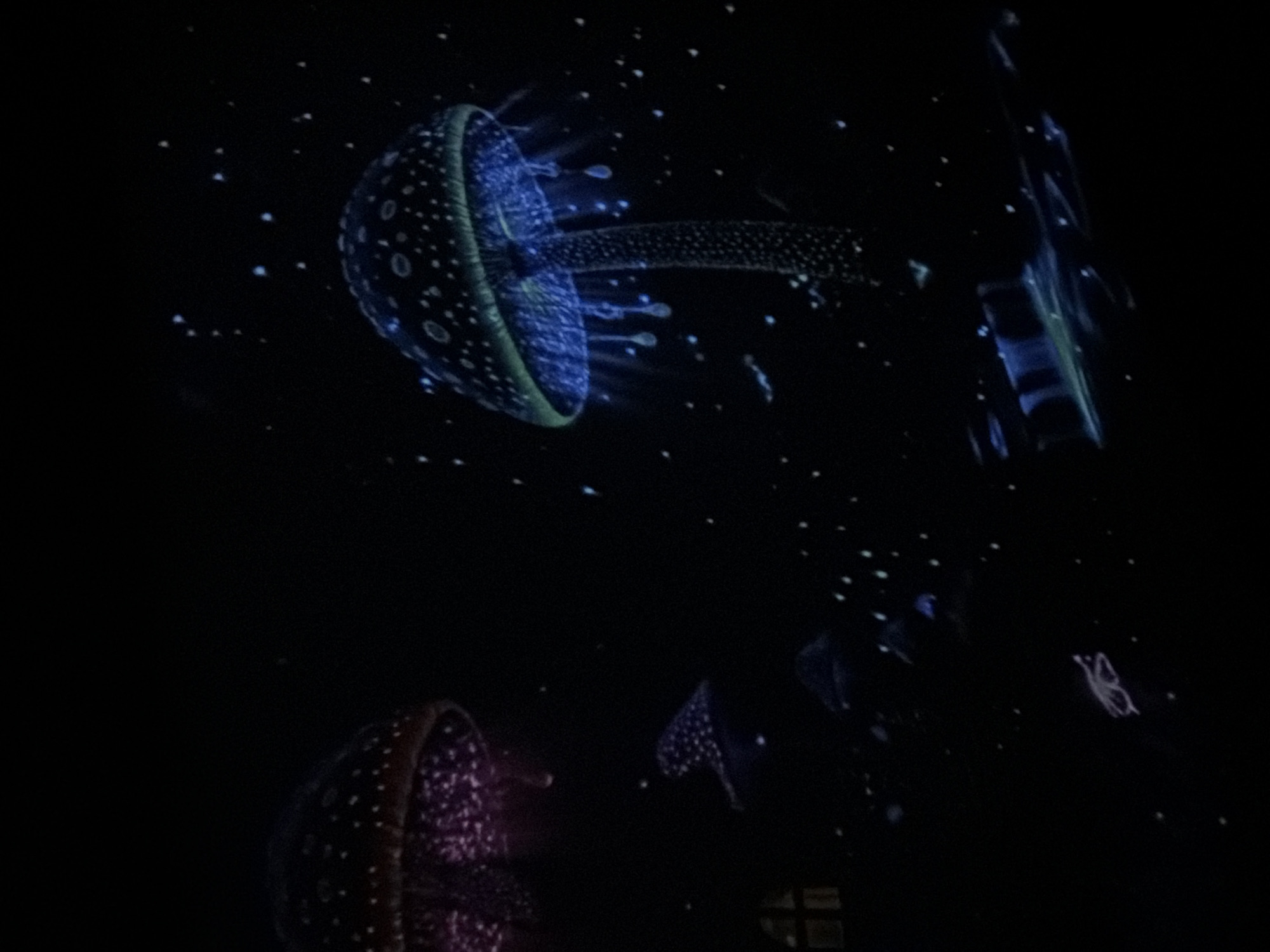 The media file depicts a dark, immersive exhibit with bioluminescent jellyfish projections. The scene is set in a dimly lit space, possibly an aquarium or an interactive art installation, designed to mimic a deep-sea environment. Several jellyfish forms are visible, rendered in vibrant blues, purples, and greens, emitting a soft glow against the black background. These abstract representations of marine life are scattered across the frame, with some appearing larger and more detailed than others. Small, scattered white and blue dots resembling plankton or distant stars add to the ethereal atmosphere.
One prominent jellyfish, in the upper left quadrant, is a detailed blue and green dome with trailing tentacles, casting a bright light. Below it, a smaller jellyfish glows with purple hues. In the upper right, a more abstract, elongated blue form suggests another creature. The overall impression is one of wonder and tranquility, with the glowing jellyfish creating a sense of magical immersion. The setting evokes a feeling of being transported to an otherworldly ocean. There is no discernible text visible in the media file. The time of day and weather are irrelevant as the scene is an artificial indoor environment. The location context of Tbilisi, Georgia, does not provide specific visual cues within the image itself, but suggests the exhibit is located in that city.