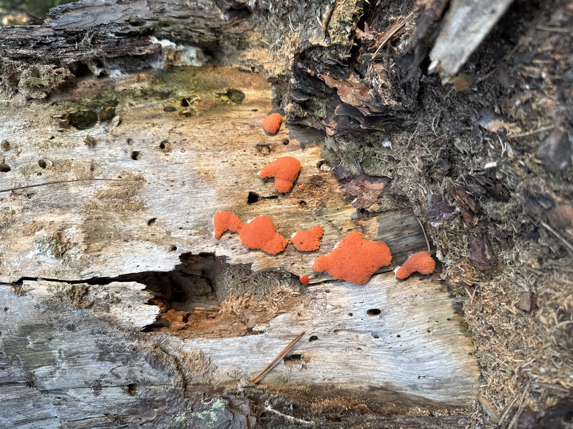 A close-up, eye-level shot captures the detailed texture of a decaying tree stump. The stump is predominantly grey and weathered, with deep cracks and numerous small holes, suggesting the presence of insects or wood rot. Patches of green moss are visible on its surface. Several bright orange, frothy-looking growths, resembling coral or a sponge-like substance, are adhered to the stump. These growths vary in size and shape, with some appearing as clusters of small mounds and others as larger, more amorphous masses. One small, bright red spherical object is also visible among the orange growths. The base of the stump is covered in a layer of wood shavings, pine needles, and bark fragments. The background is blurred, hinting at a natural outdoor environment, possibly a forest or park. No people or animals are present in the frame. The lighting suggests it is either early morning or late afternoon, casting a warm glow on the scene. This image was taken in the city of Kazan, Russia.