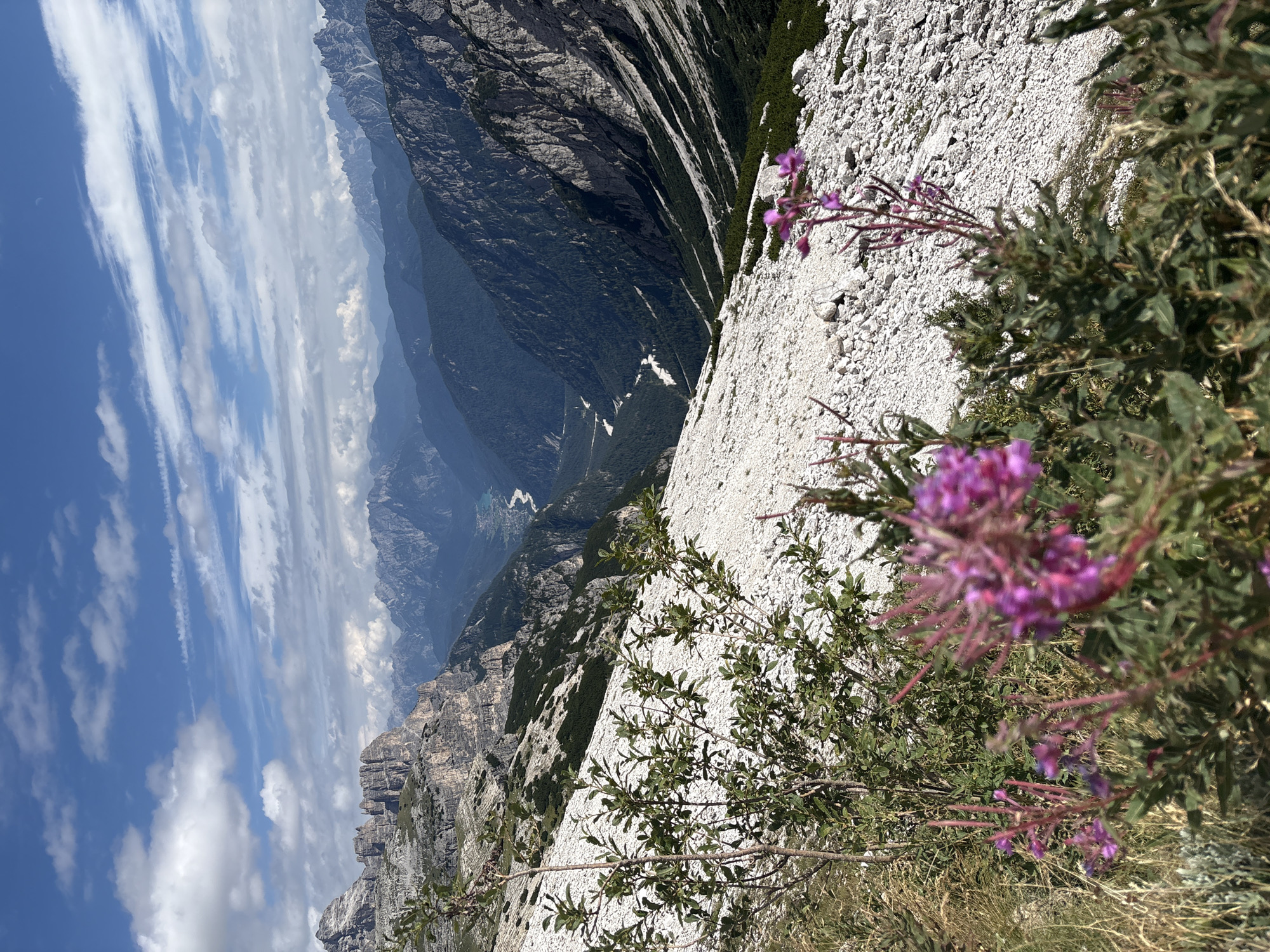 This is a photograph taken from a high vantage point overlooking a mountain valley. In the foreground, there are several small, leafy green bushes and some vibrant purple wildflowers in bloom. The ground slopes downwards, covered in light-colored gravel and scattered green vegetation. Beyond the foreground, the terrain drops steeply into a deep valley.
The valley floor is densely covered with dark green trees. A river or stream, appearing turquoise or light blue, winds its way through the valley. The valley is flanked by towering, rugged mountains with steep, rocky slopes and some patches of green vegetation. In the distance, layers of more mountains recede into a hazy blue, with a bright blue sky above dotted with white, wispy clouds.
While the image depicts a stunning natural landscape, the specific location within Auronzo di Cadore, Italy cannot be determined from the image alone. The scene is characteristic of the Dolomite mountain range, known for its dramatic peaks and valleys. There are no people or man-made structures visible in the frame. The lighting suggests it is daytime, likely midday or early afternoon, given the bright sunlight illuminating the mountains.