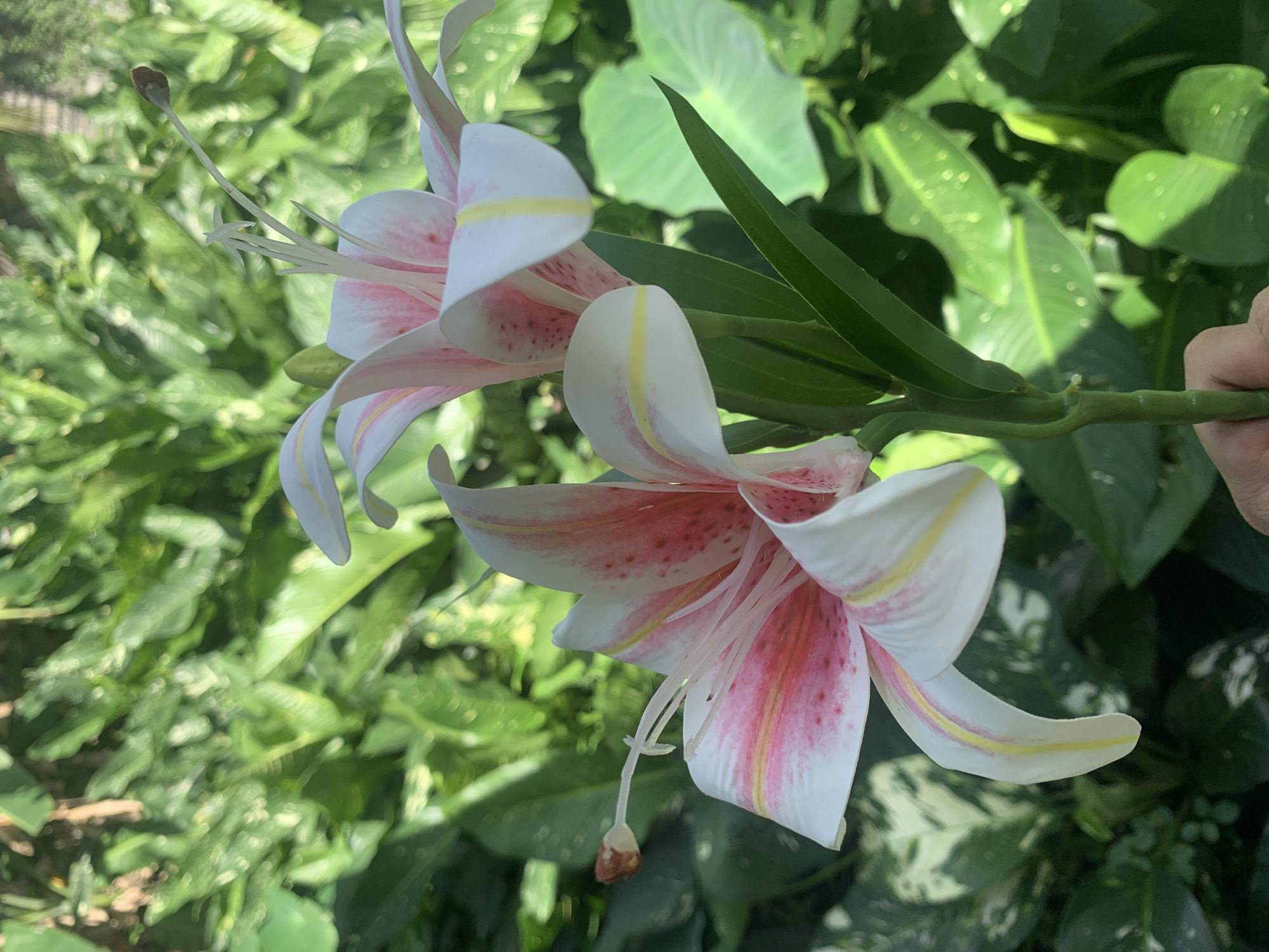 The image shows a close-up of two artificial lilies with white and pink petals, and yellow accents, held by a person's hand. The lilies are in focus against a blurred background of lush green foliage. The scene is outdoors, likely in a garden or natural setting. The specific location in Kuala Pembuang, Indonesia, cannot be determined from the visual information provided.