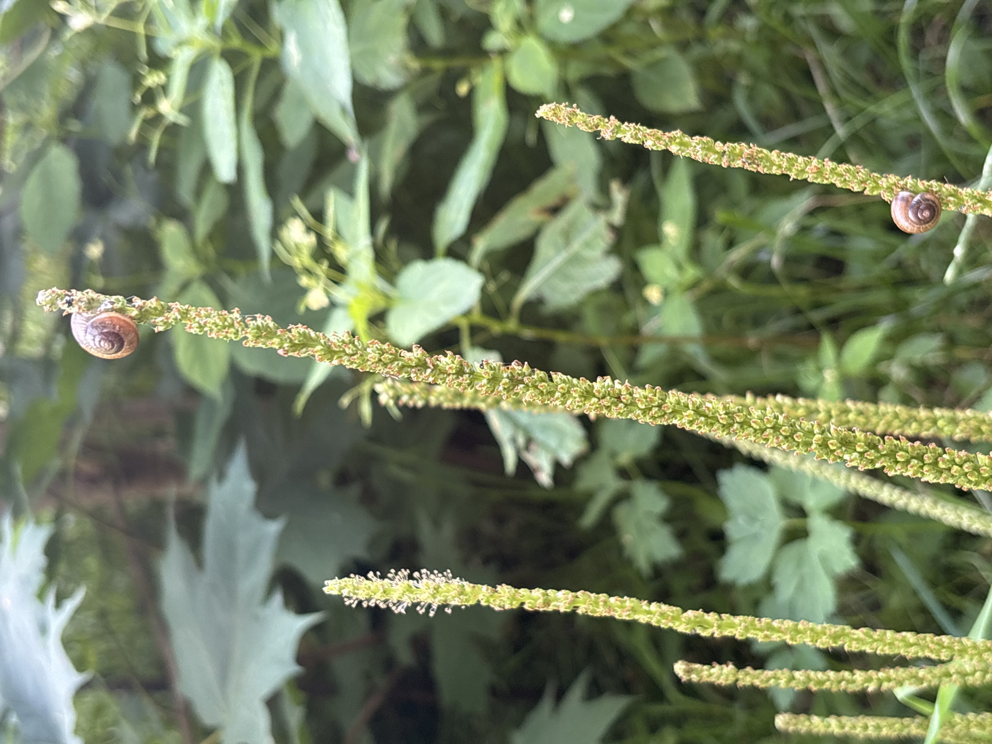 The image shows a close-up view of several thin, vertical green plant stalks with tiny, clustered seed heads. Two small snails are visible on the stalks. One snail is near the top of the leftmost stalk, and the other is about midway up the rightmost stalk. The background is blurred, consisting of green foliage and some hints of larger leaves. The lighting suggests an outdoor environment, possibly a garden or natural area, during daylight. There are no people or man-made structures clearly identifiable in the scene. The image does not contain any information that would allow for its location in Granat, Russia, or any other specific city.