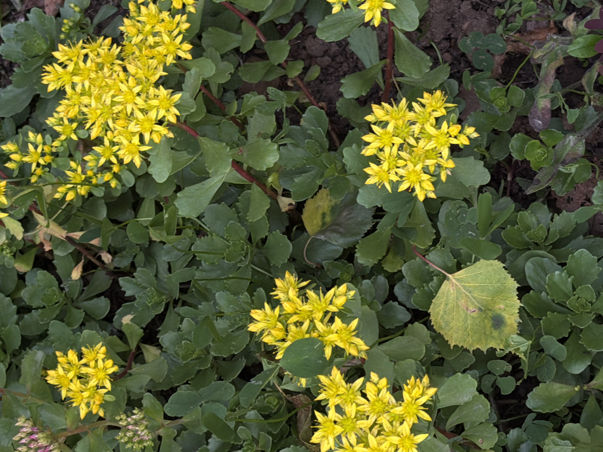The image shows a close-up view of a garden bed filled with Sedum plants in bloom. The plants have thick, succulent green leaves and clusters of small, bright yellow flowers. Some of the flower clusters are fully open, while others are still in bud. A few fallen leaves, one of which is yellow and green, are scattered amongst the plants. The soil is visible in the background, appearing dark and loamy. The scene is likely a park or garden within the city of Chaikovsky, Russia, given the context. No people or animals are present in the image.