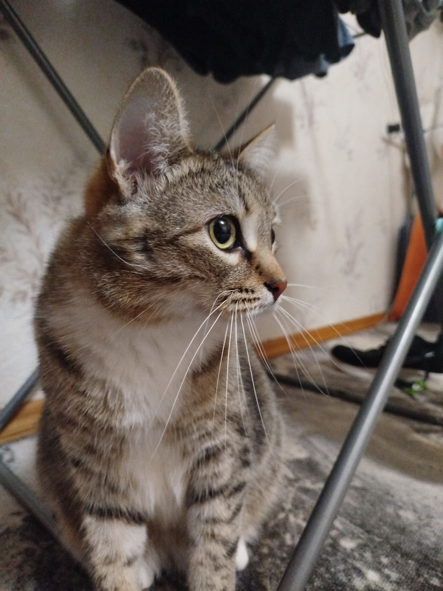A medium close-up shot captures a tabby cat indoors. The cat is seated, with a striped pattern visible on its fur. Its head is turned towards the right, revealing one prominent ear. Long white whiskers extend from its muzzle. The cat's eyes are open, showing a green hue.
The environment includes a patterned wall and what appears to be furniture legs, indicating an indoor setting. The exact location in the city of Unknown, Unknown, cannot be determined.
