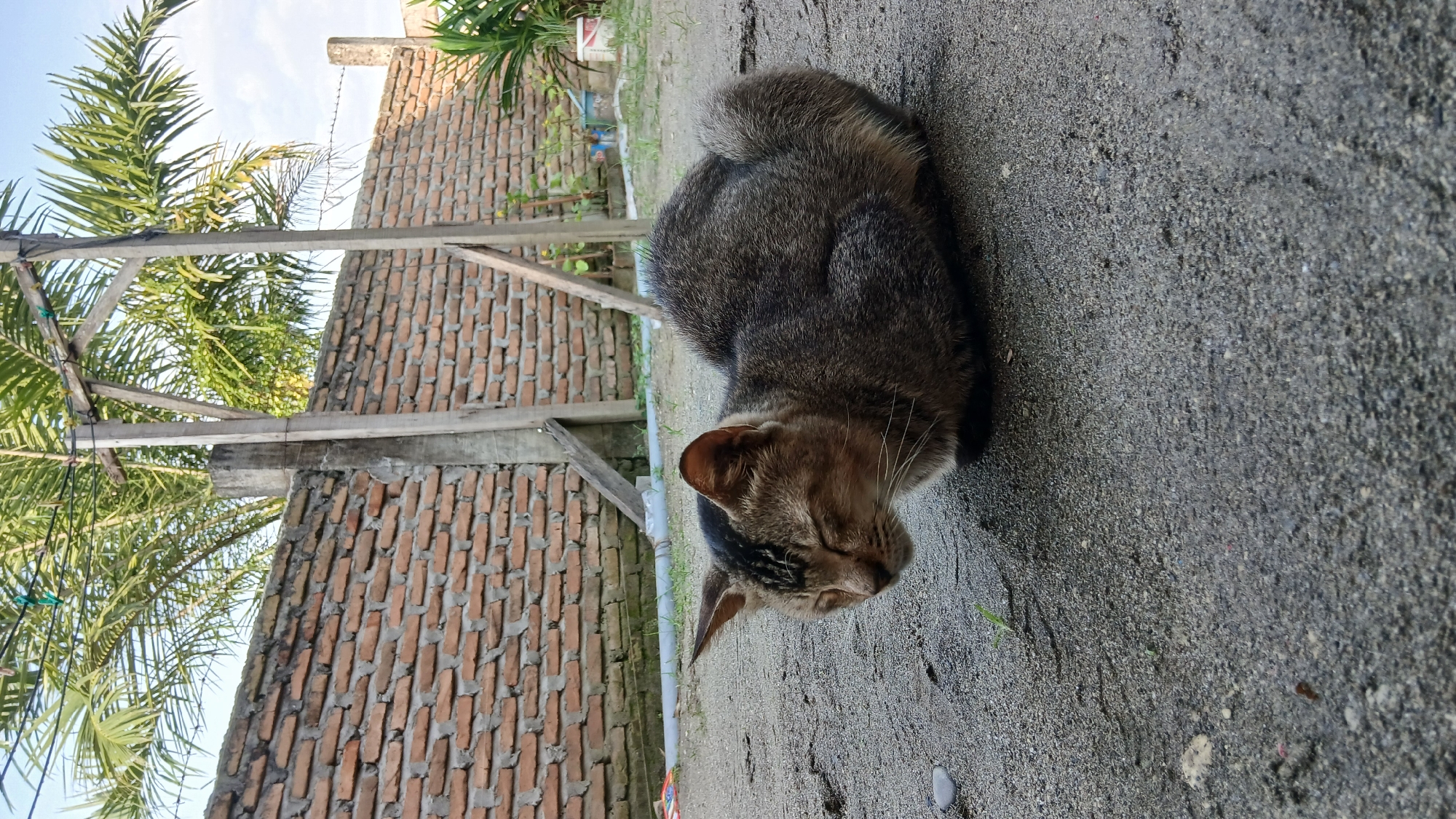 In Klambir Lima Kebun, Indonesia, a medium-haired tabby cat with closed eyes is curled up on a sandy surface. The cat has a gray and brown striped coat with darker markings on its head. Behind the cat, a red brick wall runs horizontally, topped with a gray concrete coping. Two wooden posts and a concrete post are visible in front of the brick wall. Beyond the wall, palm fronds and other greenery are present under a clear sky. The ground is a mixture of sand and small stones.