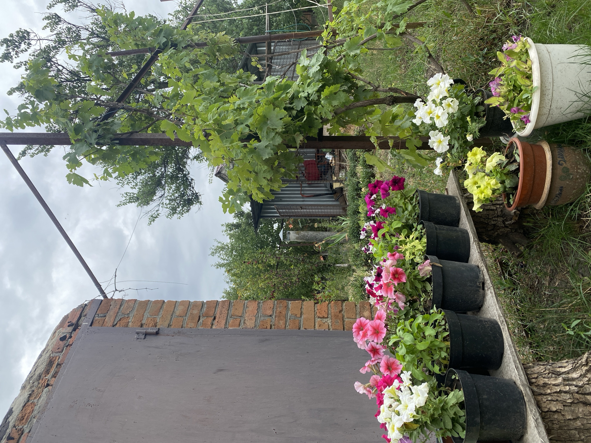 The image depicts an outdoor scene in Kropyvnytskyi, Ukraine, featuring a variety of potted plants and a weathered brick structure with a large metal door. In the foreground, a row of black plastic pots contains blooming petunias in shades of pink, white, and magenta. These pots are arranged on a rustic wooden shelf supported by tree stumps. To the right of the petunias, several other pots are visible, including two stacked pots with yellow flowers and a larger white pot holding purple and green foliage.
Behind the flowers, a tall structure with a metal frame supports a leafy vine, likely grapes. Further in the background, a small corrugated metal shed with a red object inside is visible. A tall concrete post with a cap stands to the right of the shed. The overall environment appears to be a backyard or garden, with overgrown grass and trees suggesting a slightly unkempt but natural setting. The sky is overcast, indicating a cloudy day. No people are present in the image.