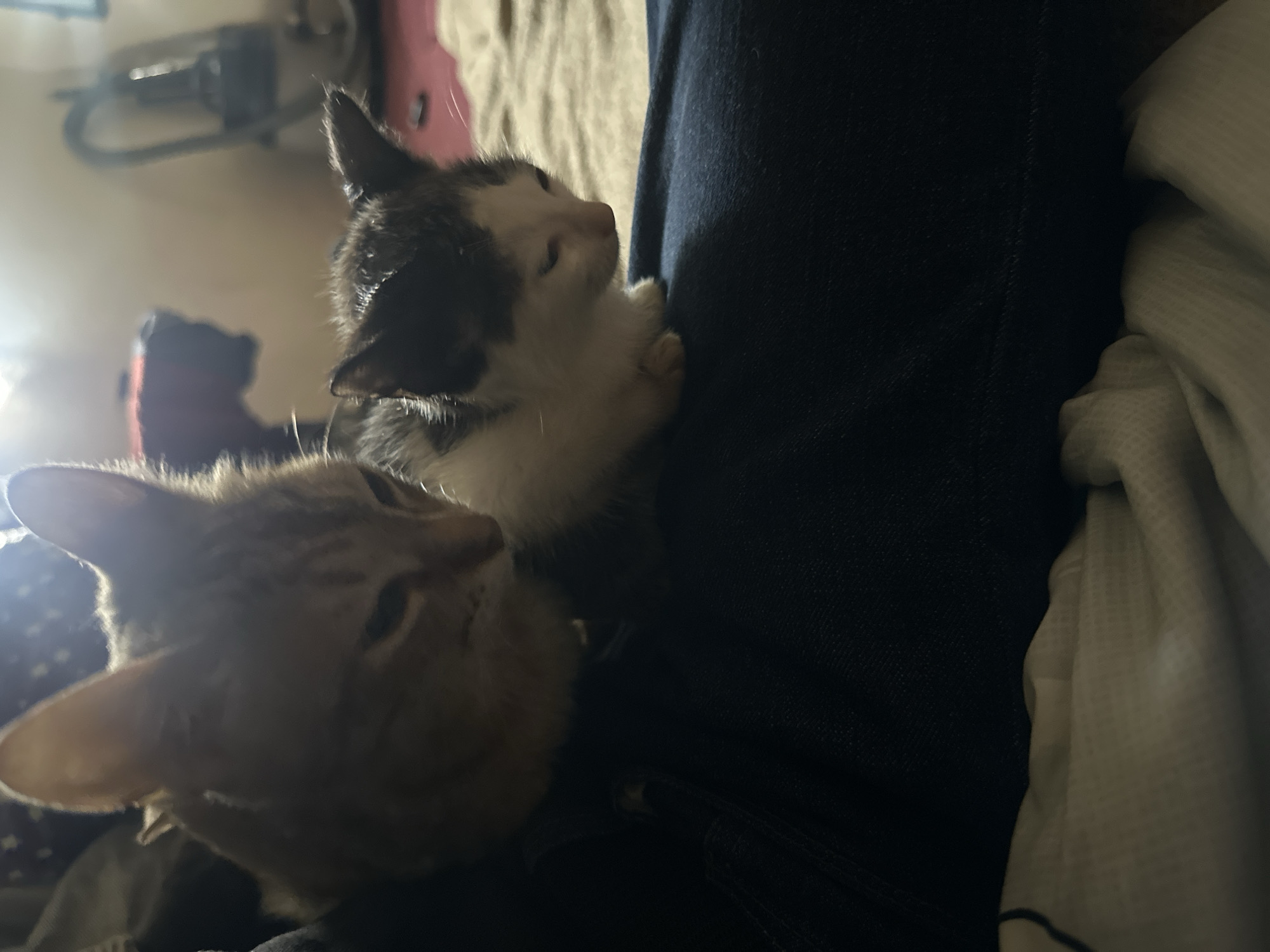 In the foreground of the image, two cats are nestled together on dark blue denim fabric. The larger cat, an orange tabby, is on the left, partially obscuring a smaller, black and white kitten on the right. The kitten is facing downwards, with its eyes partially closed. The background is dimly lit, with a blurred view of a room containing what appears to be a vacuum cleaner and some furniture. The scene suggests a domestic setting, likely indoors. The image does not contain information to determine its location in Jos, Nigeria.
