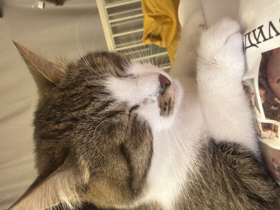 A sleeping cat rests peacefully. Its fur is a mix of brown and white. The cat's eyes are closed, and its paws are white and curled. It appears to be lying on a white surface with text and a picture. A yellow piece of clothing is visible in the background along with a white, slatted object.