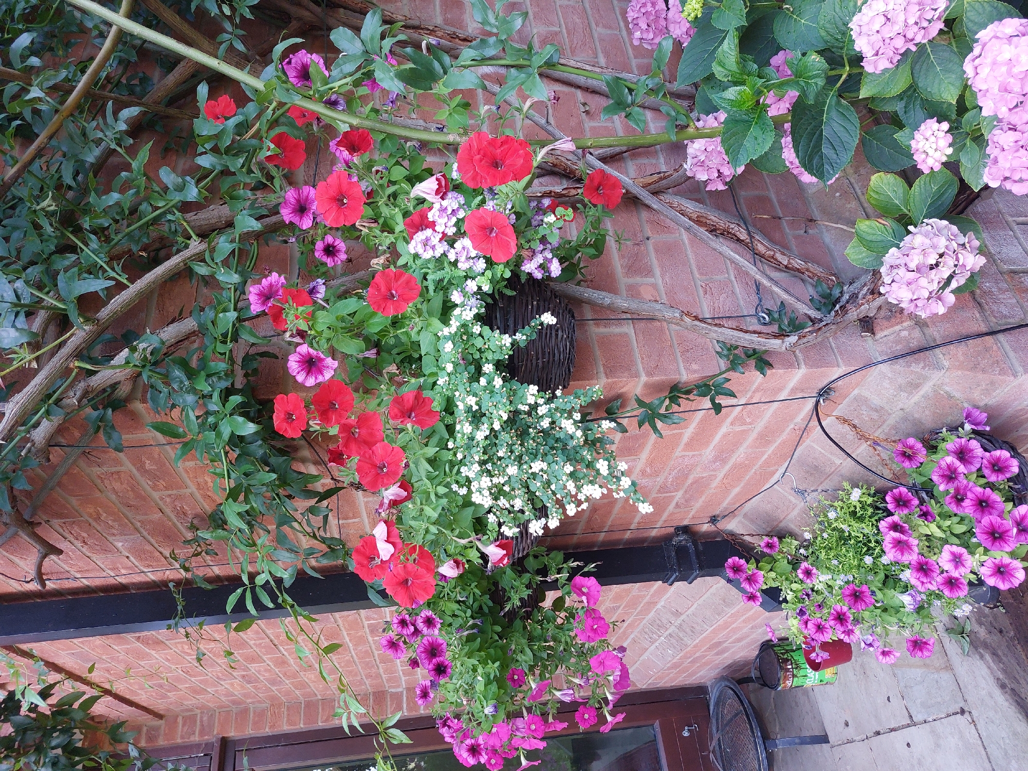 The image depicts an exterior wall of a brick building, likely a residential property. The wall is adorned with a variety of flowering plants, including vibrant pink petunias, red petunias, and clusters of pale pink hydrangeas. Several hanging baskets and planters overflow with these blooms. A climbing vine, with woody branches, is trained across the wall, supported by thin wires. A black downpipe runs vertically along the wall. In the lower left corner, a patio area is visible, with a round metal table and a red bucket beside a green and brown paint can. The scene suggests a well-maintained garden setting. There are no people present in the image. The location is identified as Waverley, United Kingdom.
