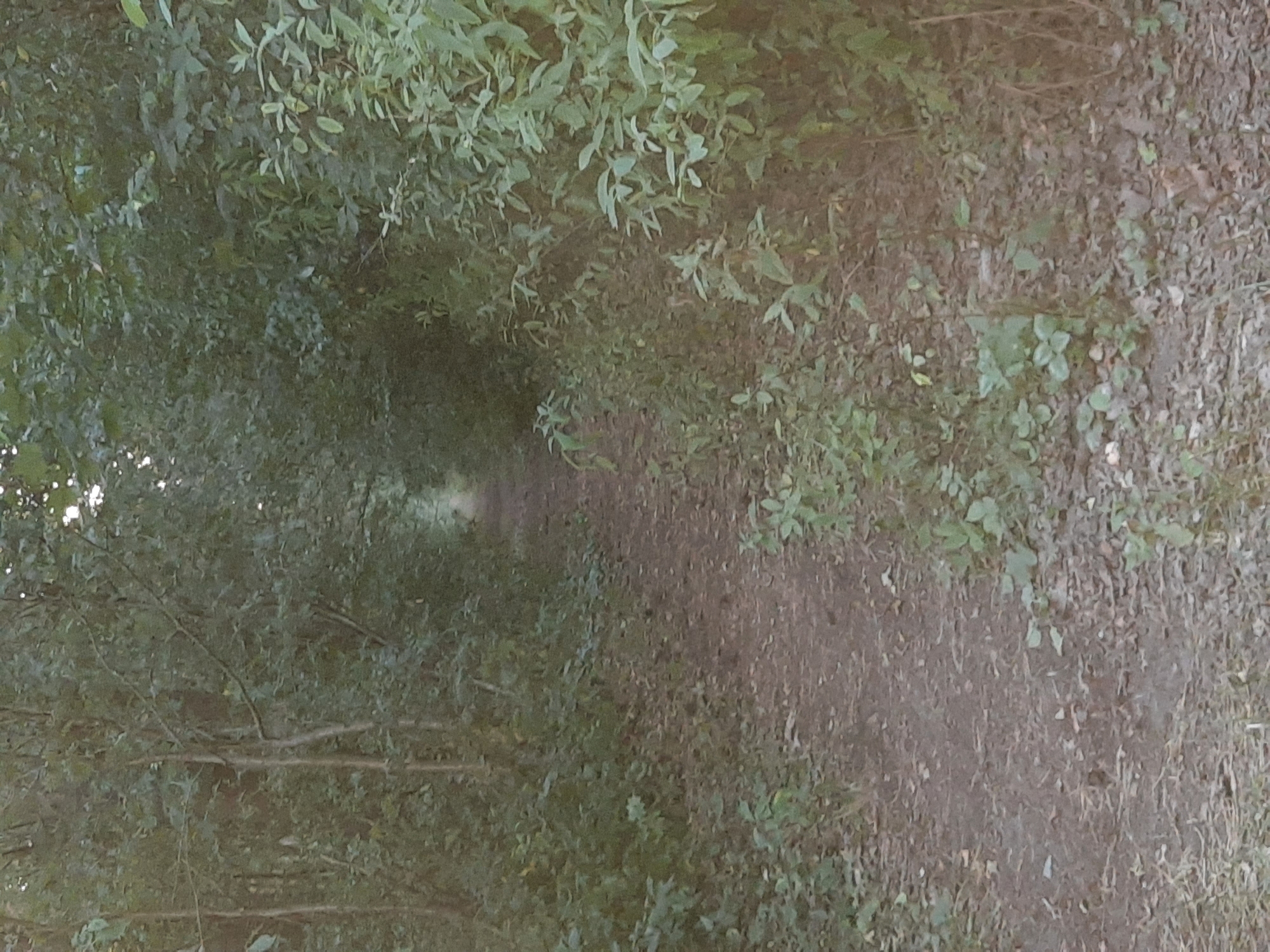 This is a full shot of a dirt path winding through dense green foliage. The path is unpaved and covered with scattered leaves and debris. On either side of the path, tall trees and bushes create a natural tunnel effect, with sunlight filtering through the leaves at the far end of the path. The environment appears to be a woodland or park area, likely in Winsen (Aller), Germany. There are no people or animals visible in the image.